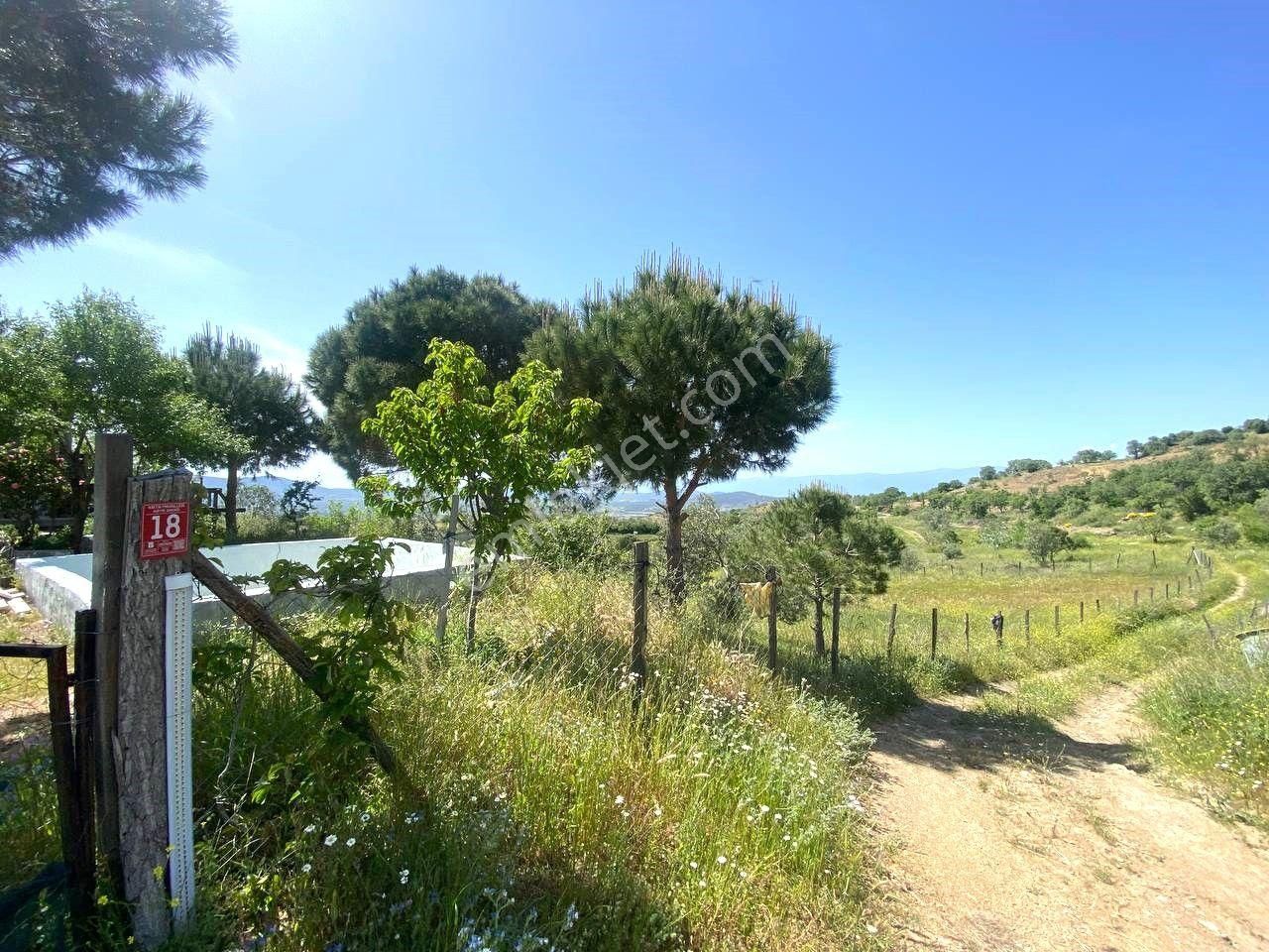 💦 Aktif'ten Burhaniye Kırtıkta Doğa Ve Deniz Manzaralı 40800m2 Satılık Zeytinlik - Görsel 24