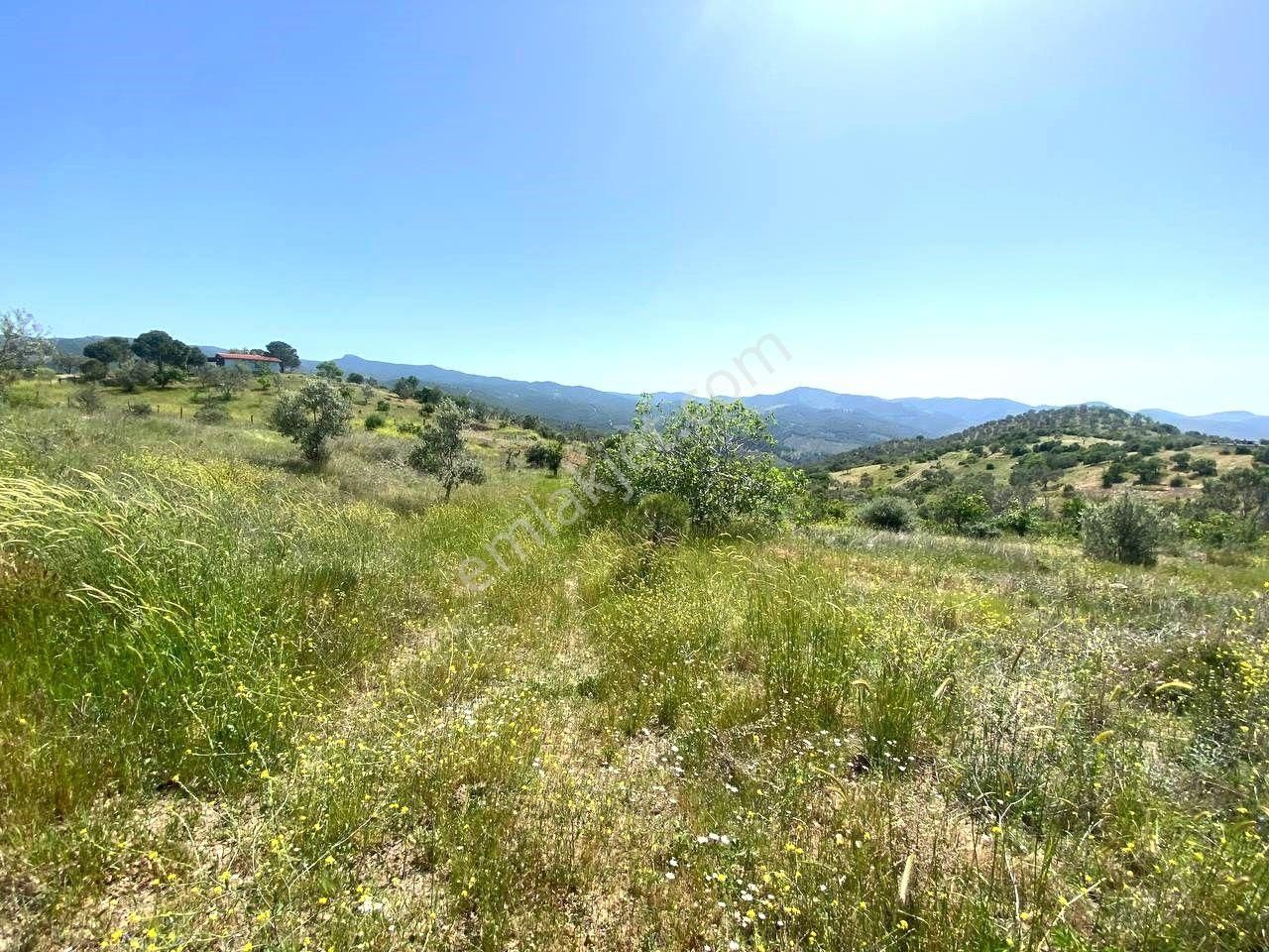 💦 Aktif'ten Burhaniye Kırtıkta Doğa Ve Deniz Manzaralı 40800m2 Satılık Zeytinlik - Görsel 31