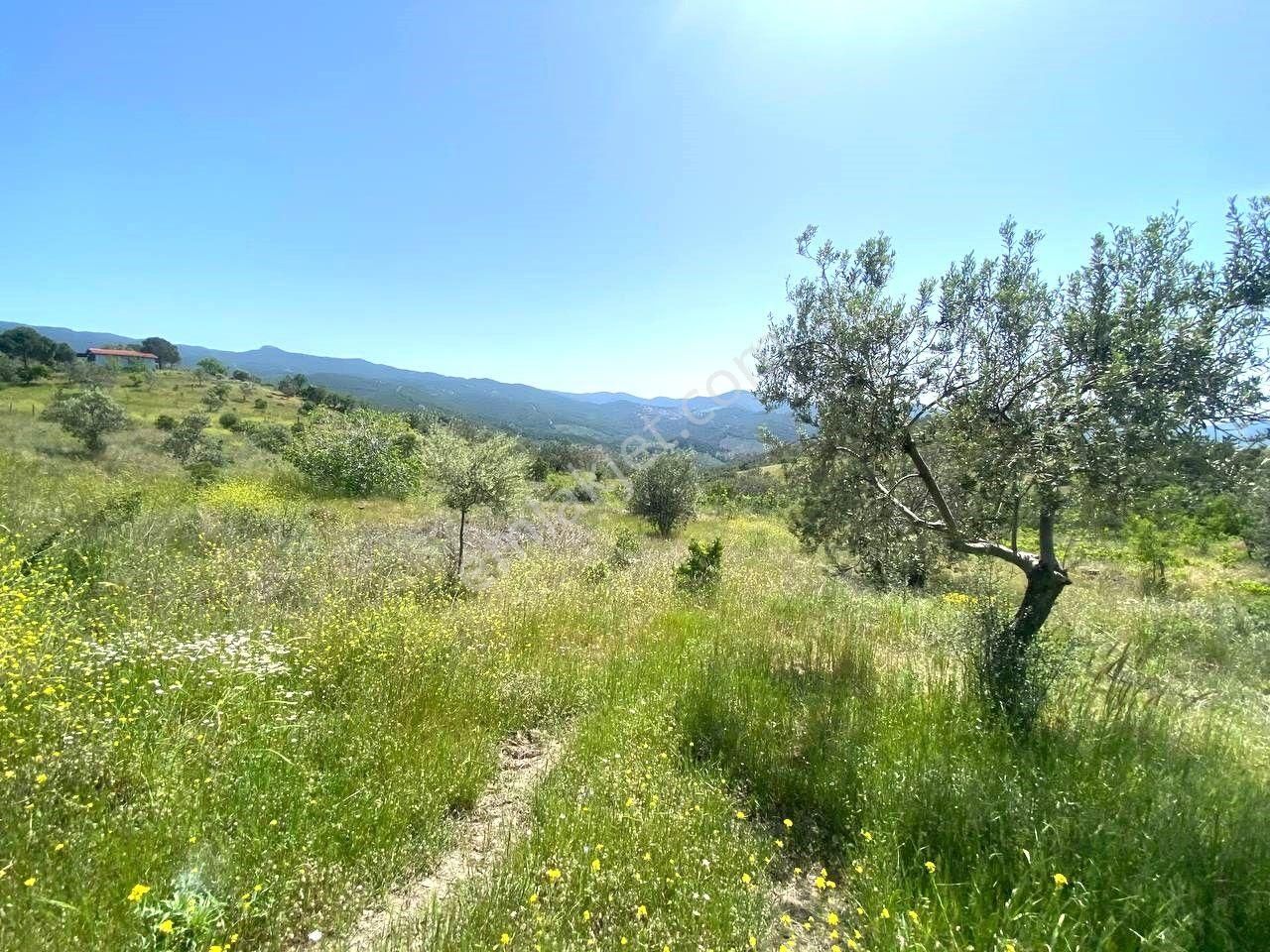 💦 Aktif'ten Burhaniye Kırtıkta Doğa Ve Deniz Manzaralı 40800m2 Satılık Zeytinlik - Görsel 32