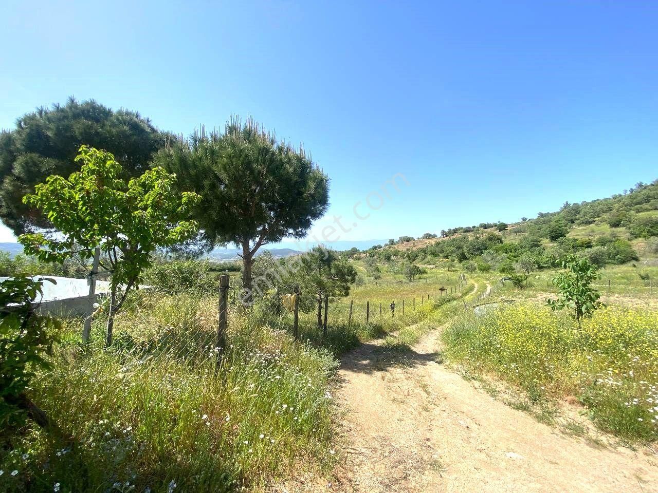 💦 Aktif'ten Burhaniye Kırtıkta Doğa Ve Deniz Manzaralı 40800m2 Satılık Zeytinlik - Görsel 25