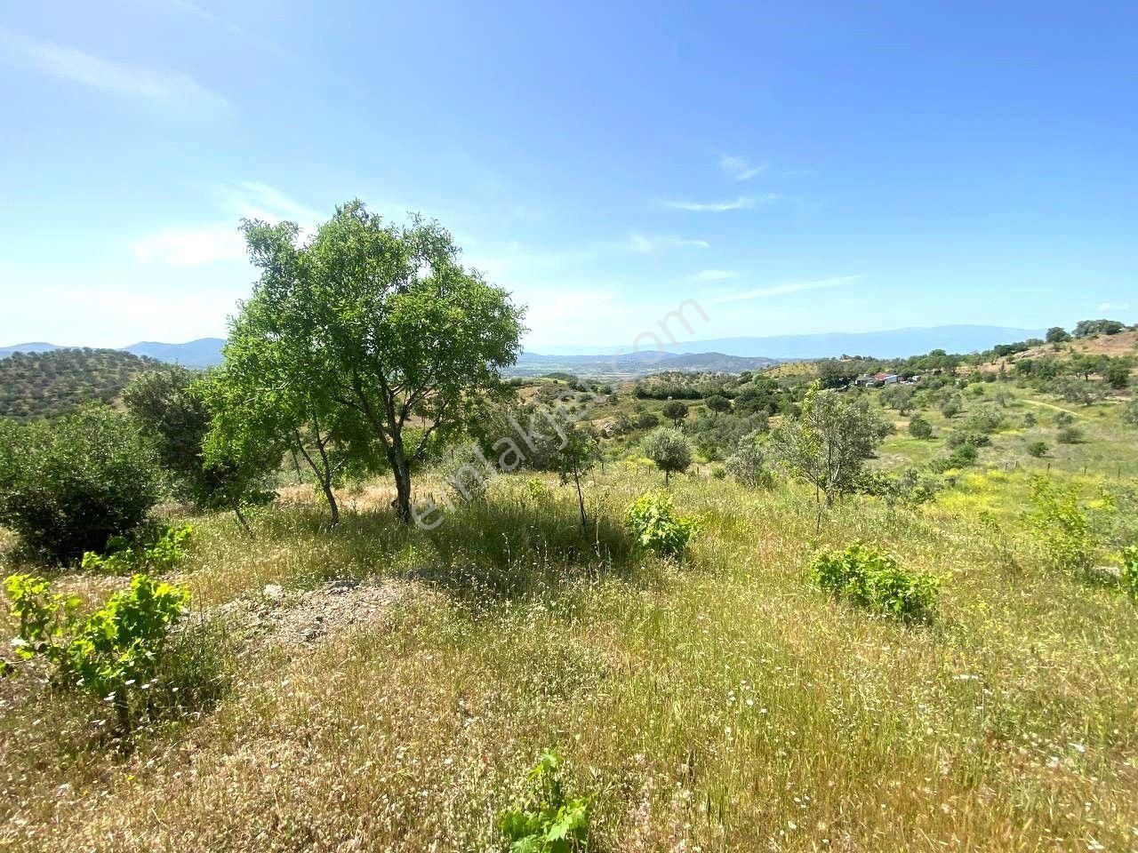 💦 Aktif'ten Burhaniye Kırtıkta Doğa Ve Deniz Manzaralı 40800m2 Satılık Zeytinlik - Görsel 12