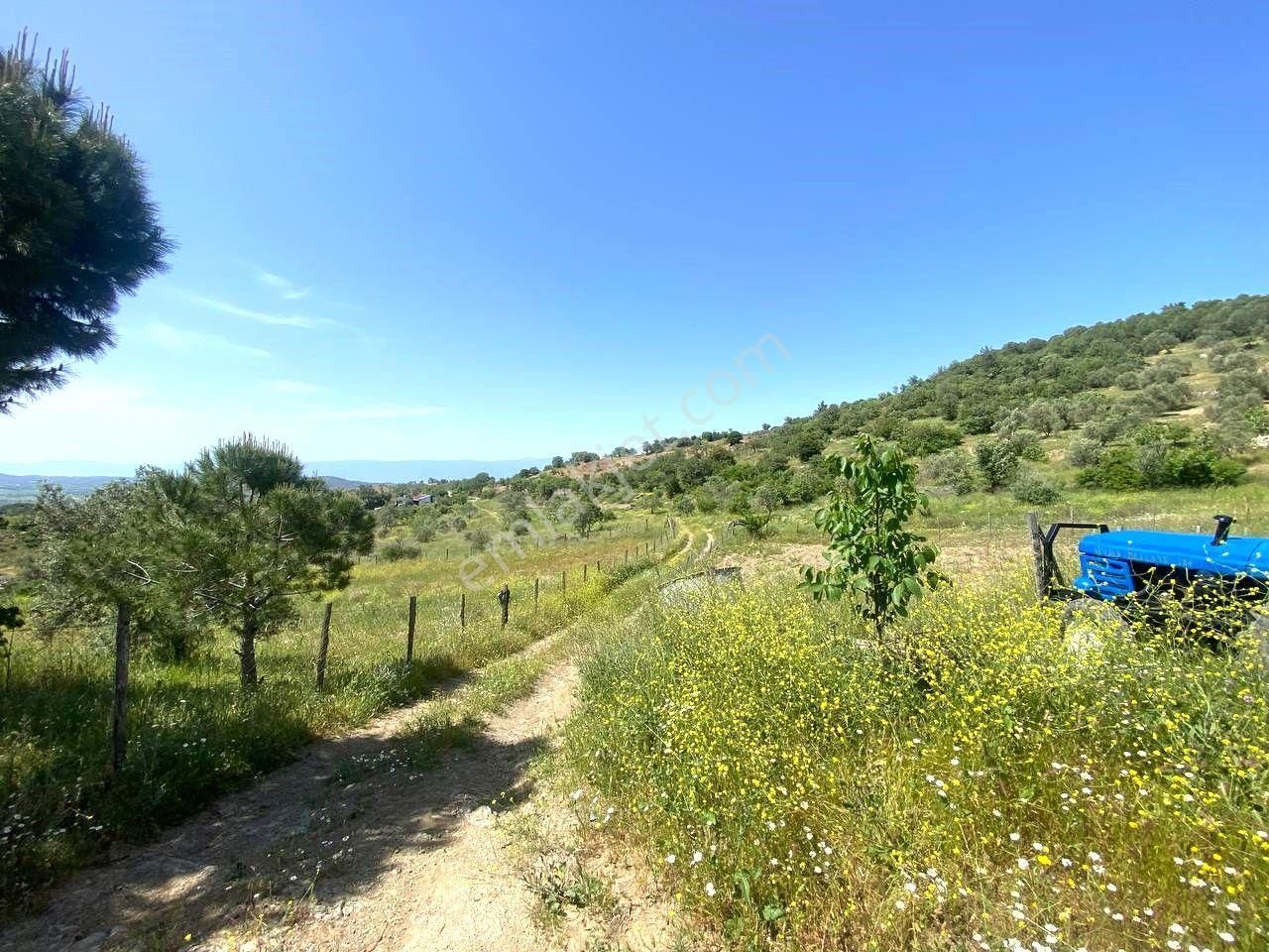 💦 Aktif'ten Burhaniye Kırtıkta Doğa Ve Deniz Manzaralı 40800m2 Satılık Zeytinlik - Görsel 3