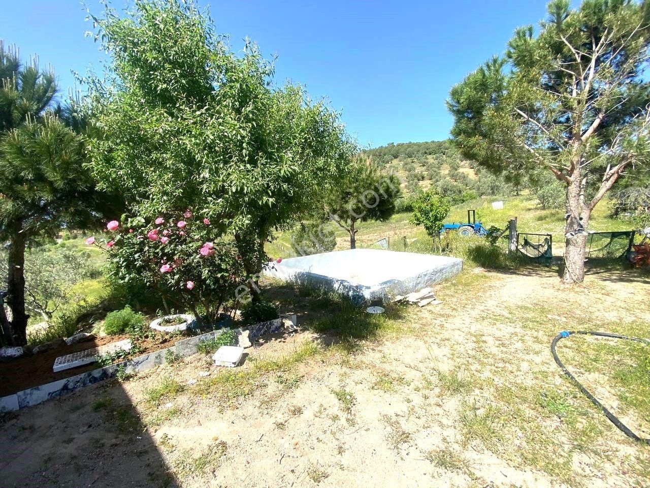 💦 Aktif'ten Burhaniye Kırtıkta Doğa Ve Deniz Manzaralı 40800m2 Satılık Zeytinlik - Görsel 10