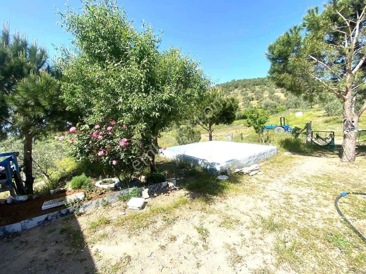 💦 Aktif'ten Burhaniye Kırtıkta Doğa Ve Deniz Manzaralı 40800m2 Satılık Zeytinlik - Görsel 9