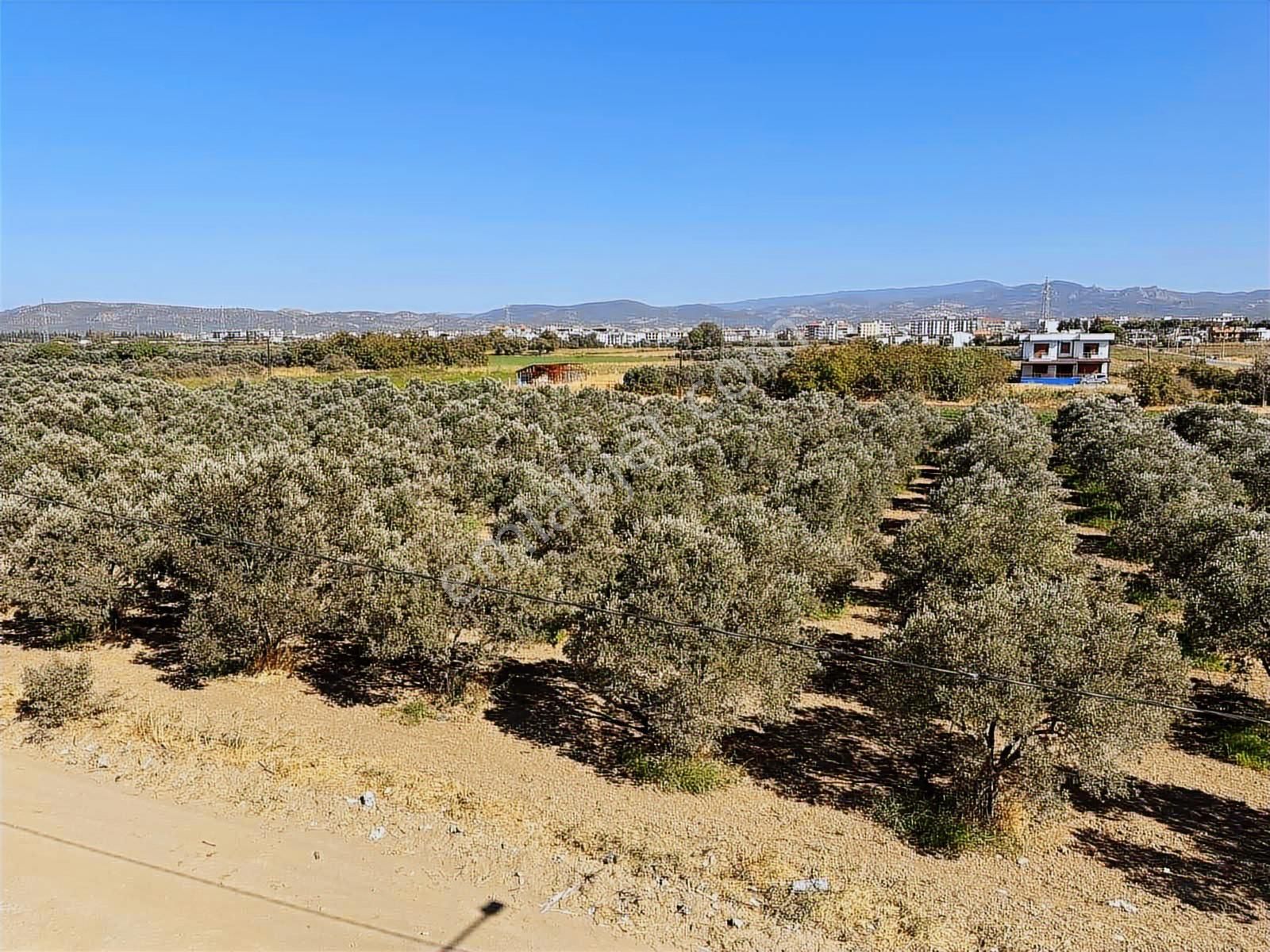 Denize Yakın Satılık 3+1 İskanı Alınmış Köşe Parsel Villa - Görsel 25