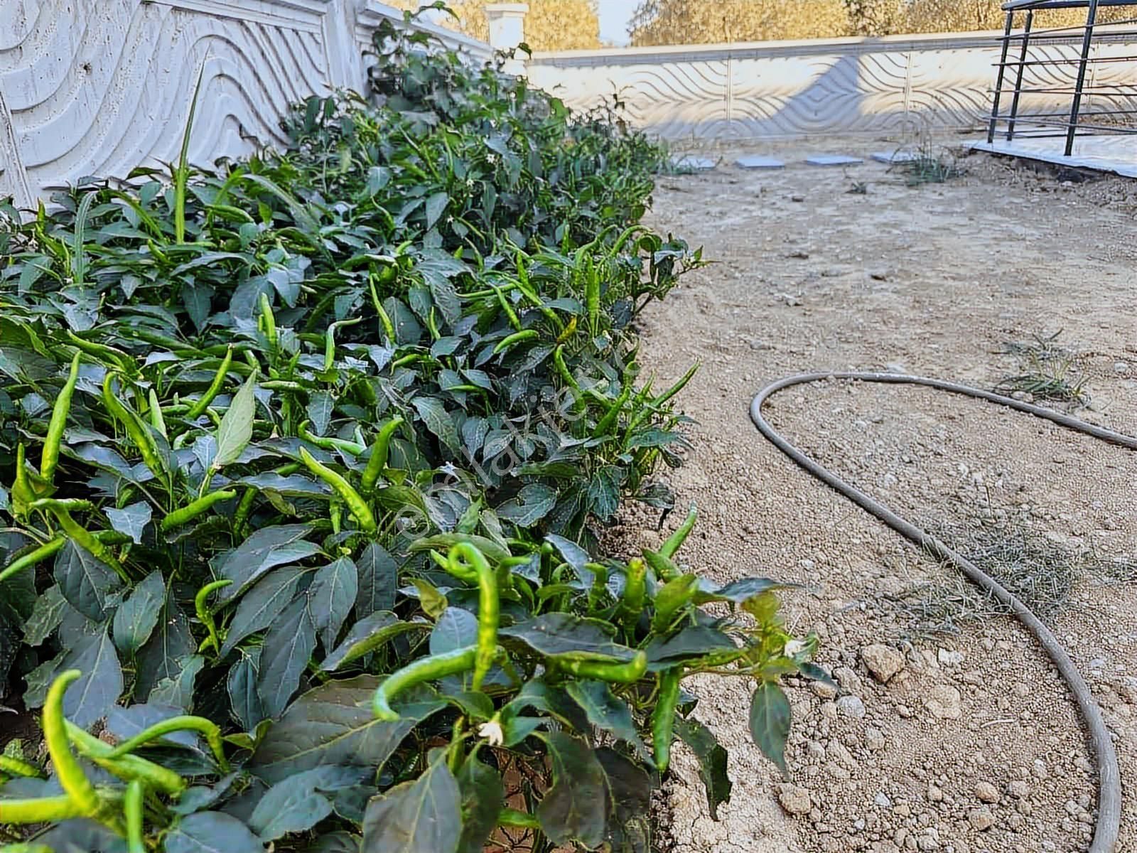 Denize Yakın Satılık 3+1 İskanı Alınmış Köşe Parsel Villa - Görsel 4