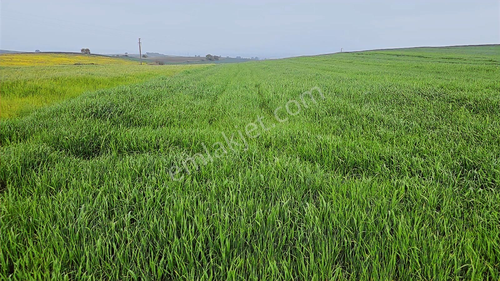 Bursa Mustafa Kemalpaşa Çeltikçide Satılık Araç Takası Olur - Görsel 6