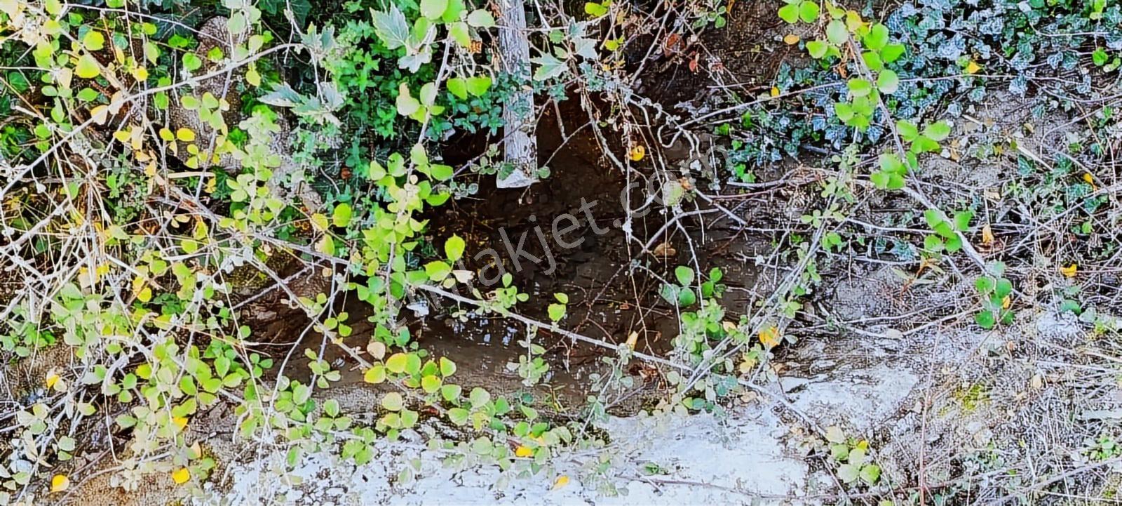 İzmir Kemalpaşa Damlacıkta 1200 M2 Acill Satılık Tarla - Görsel 27