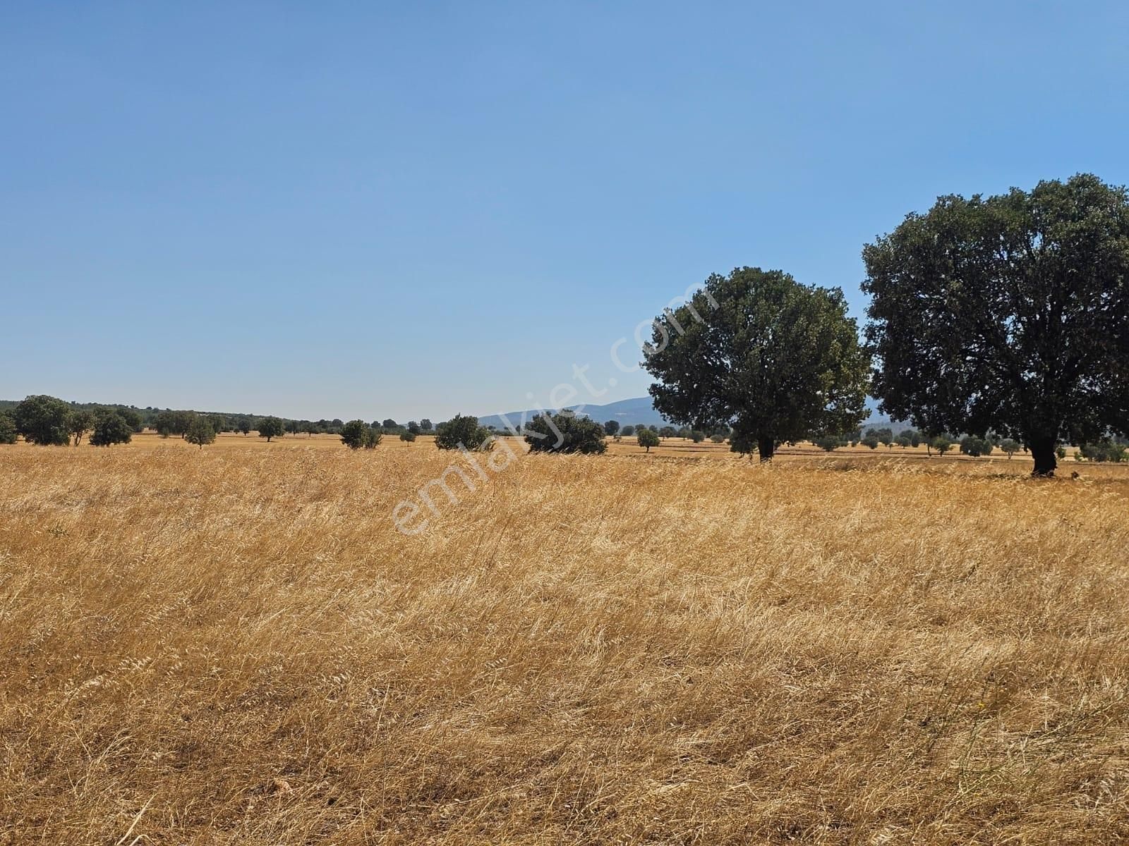 Uşak Banaz Susuzda Araç Takasi Olur - Görsel 3