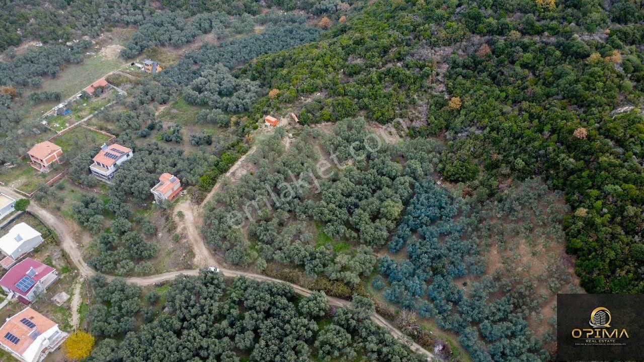 Opıma Emlaktan Doğanlarda Yola Cephe Satılık Zeytinlik - Görsel 4