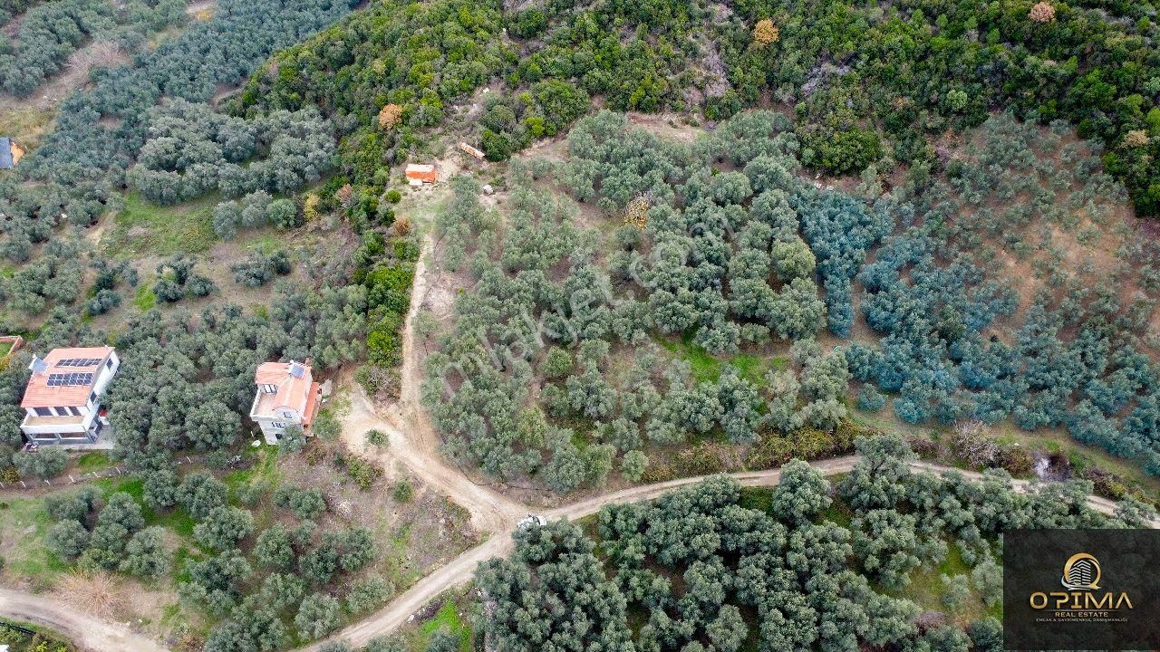 Opıma Emlaktan Doğanlarda Yola Cephe Satılık Zeytinlik - Görsel 3
