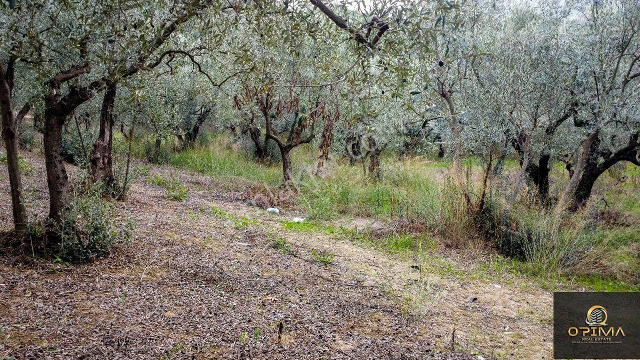 Opıma Emlaktan Doğanlarda Yola Cephe Satılık Zeytinlik - Görsel 16
