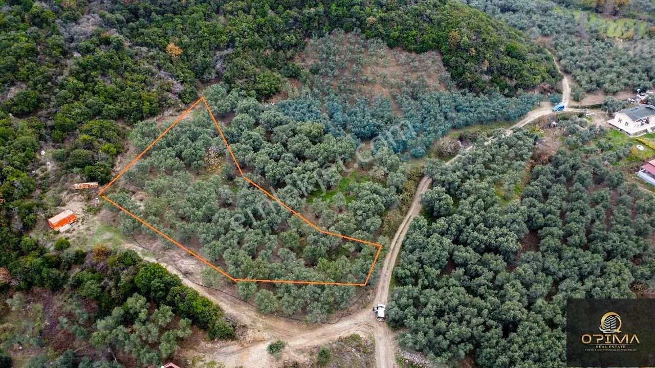 Opıma Emlaktan Doğanlarda Yola Cephe Satılık Zeytinlik - Görsel 9