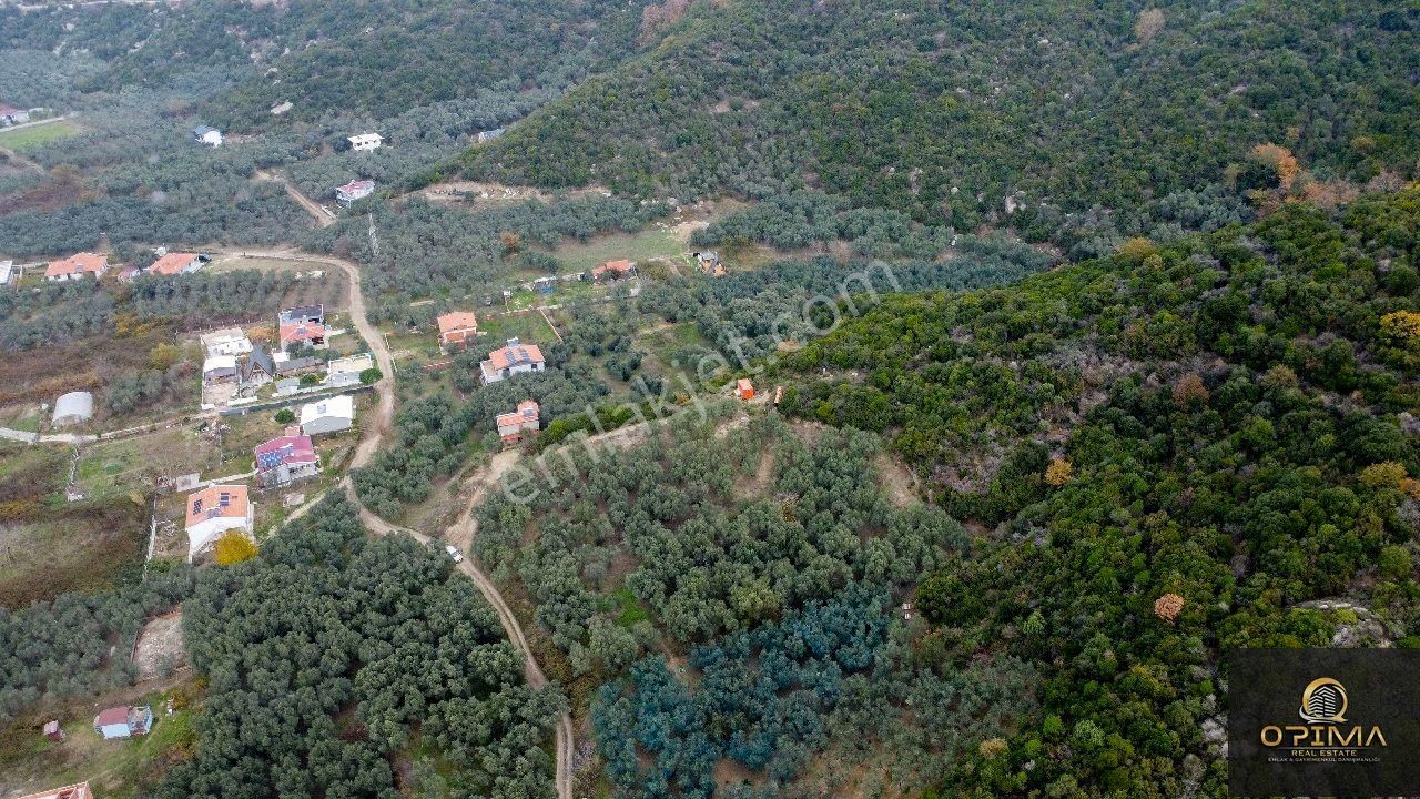 Opıma Emlaktan Doğanlarda Yola Cephe Satılık Zeytinlik - Görsel 5