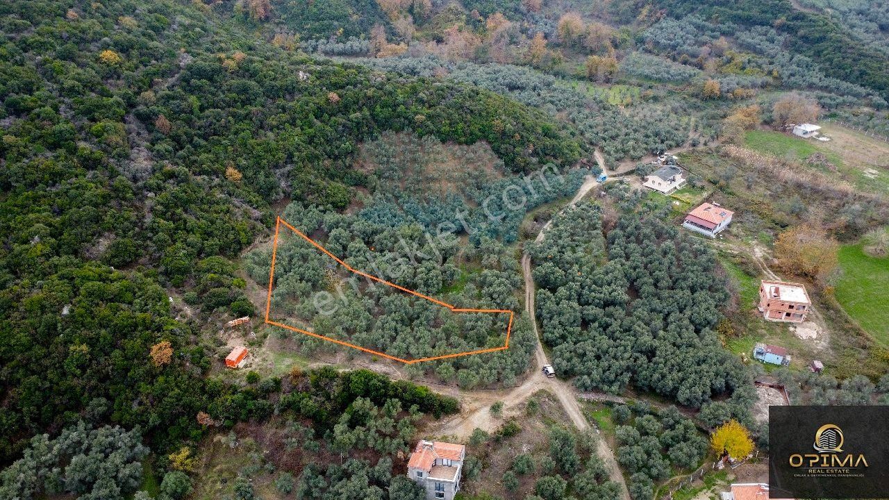Opıma Emlaktan Doğanlarda Yola Cephe Satılık Zeytinlik - Görsel 8