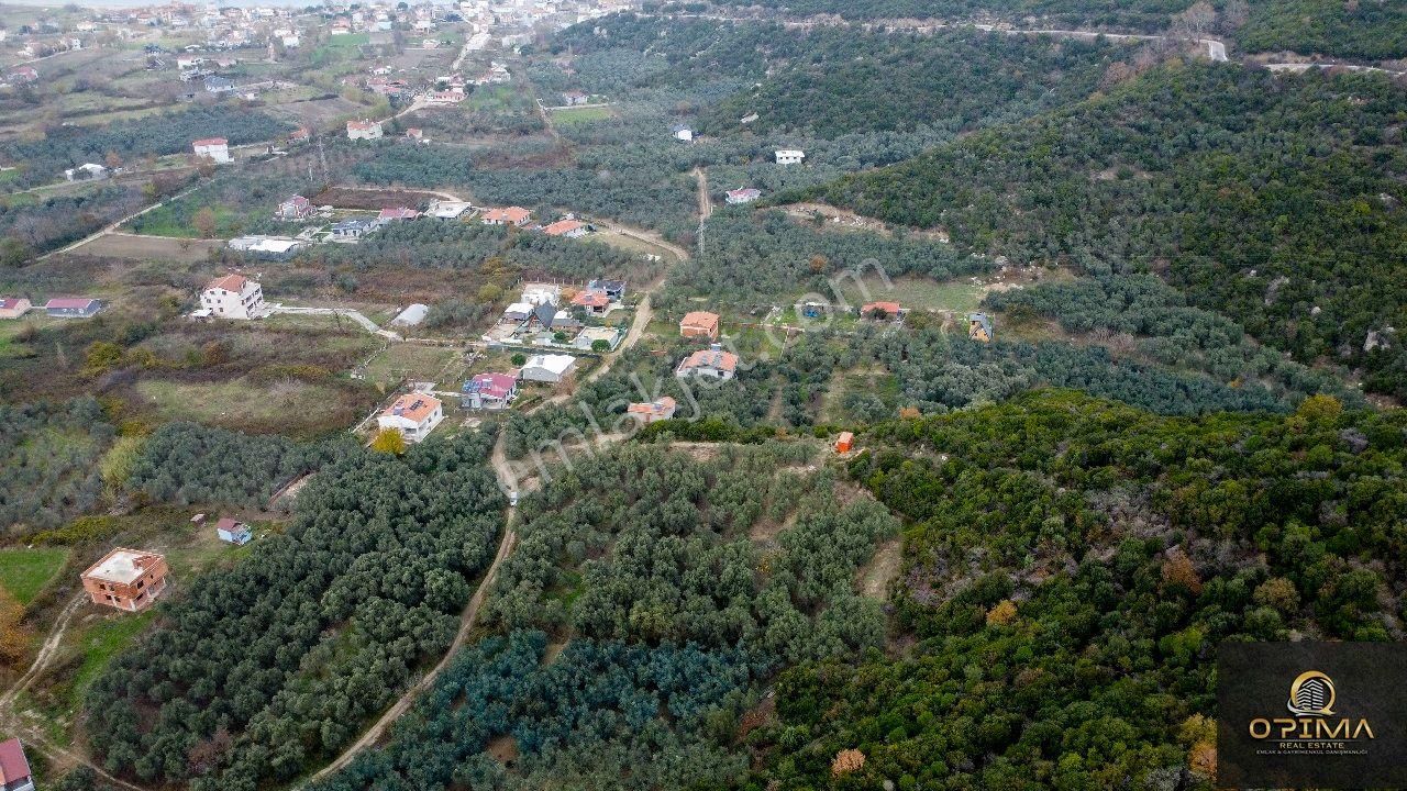 Opıma Emlaktan Doğanlarda Yola Cephe Satılık Zeytinlik - Görsel 6