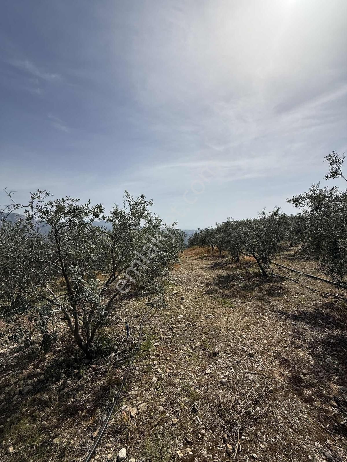 Deniz Manzaralı Mahalle Merkezinde Zeytin Bahçesi - Görsel 3