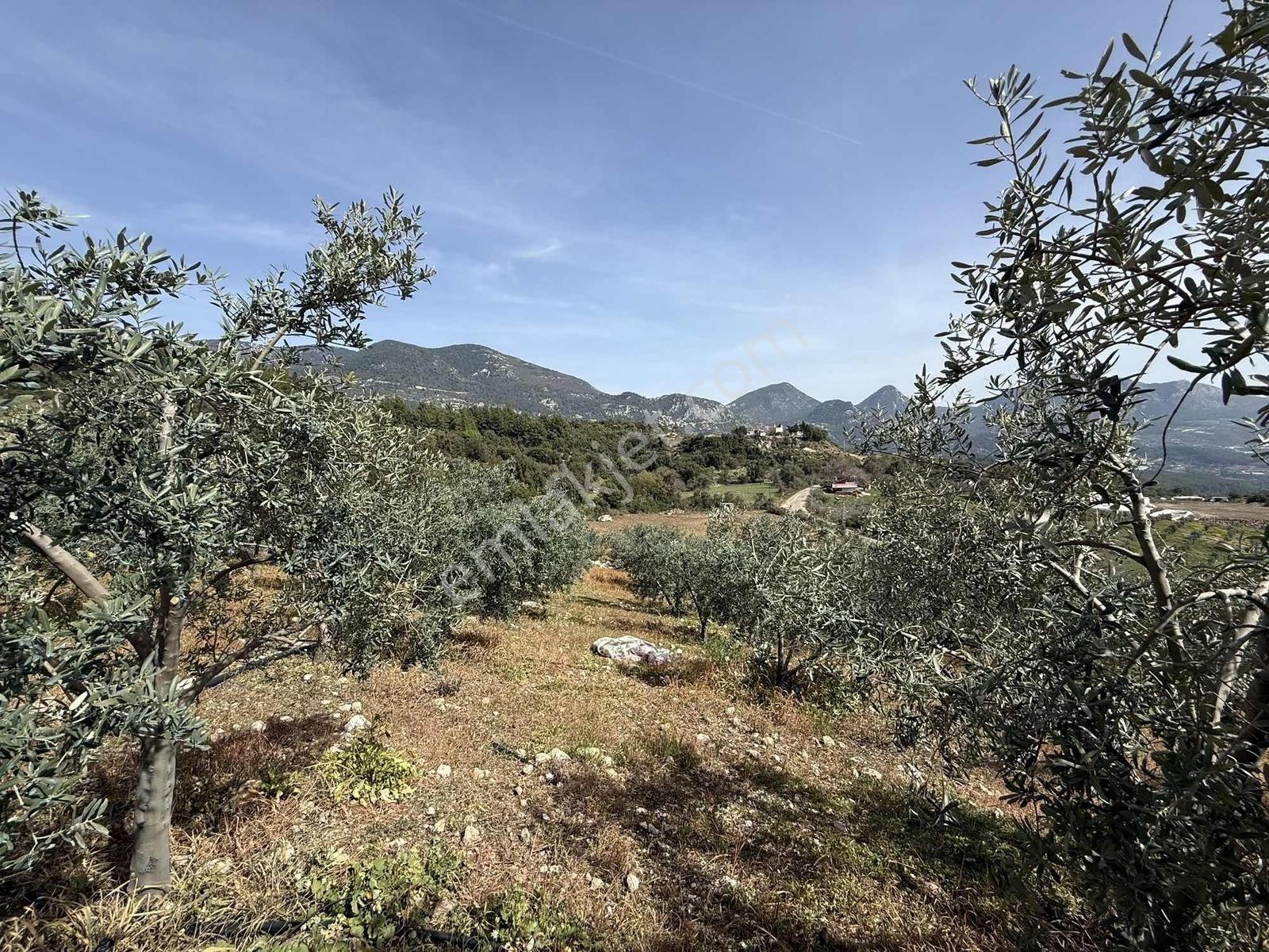 Deniz Manzaralı Mahalle Merkezinde Zeytin Bahçesi - Görsel 15