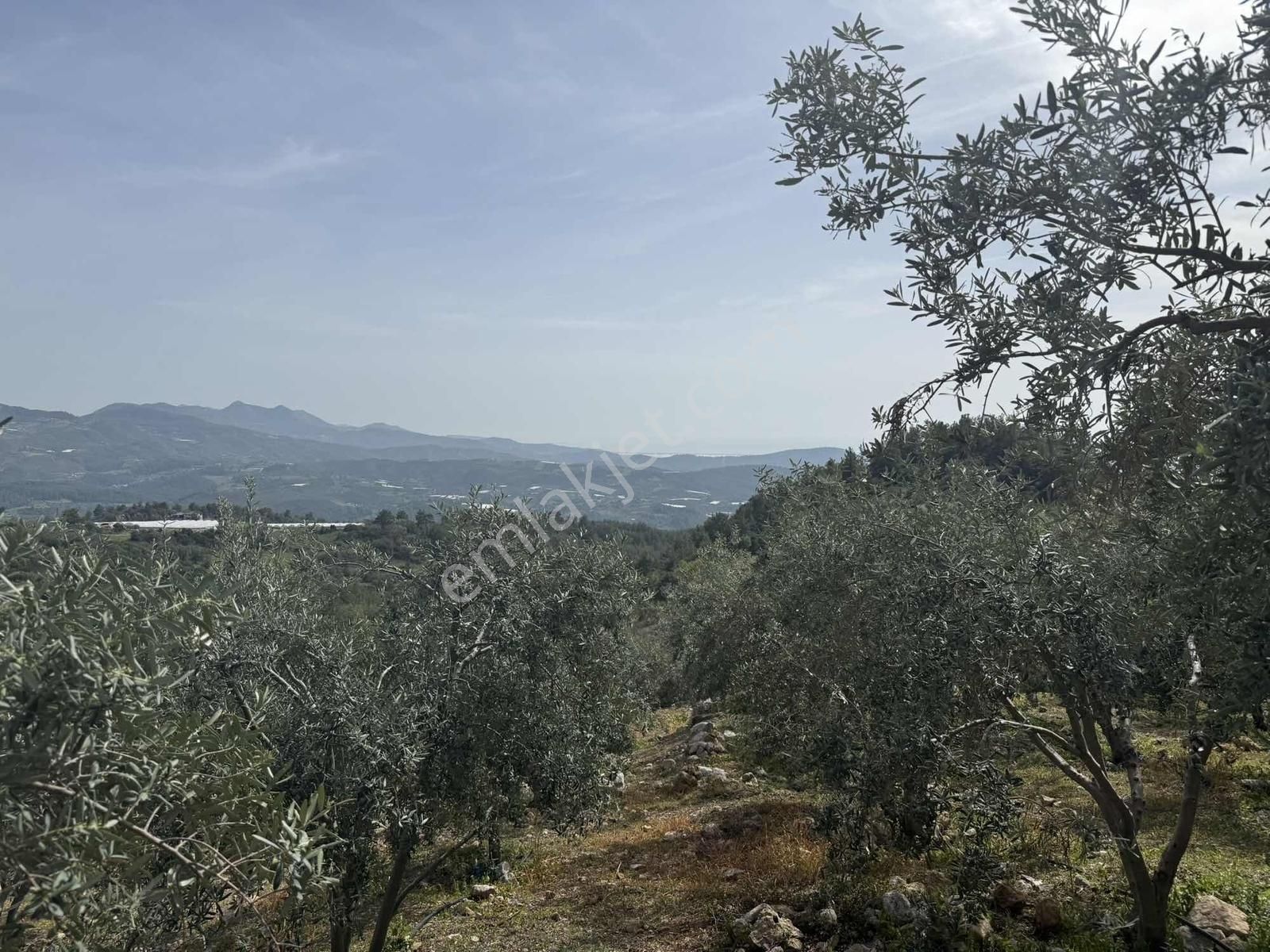 Deniz Manzaralı Mahalle Merkezinde Zeytin Bahçesi - Görsel 14