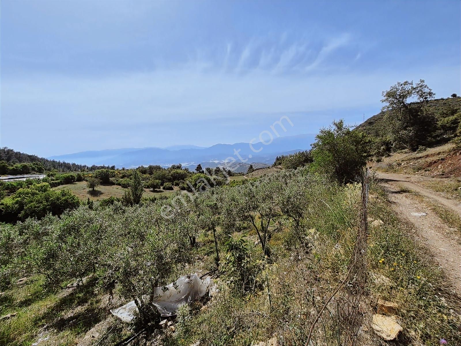 Deniz Manzaralı Bakımlı Zeytin Bahçesi - Görsel 17