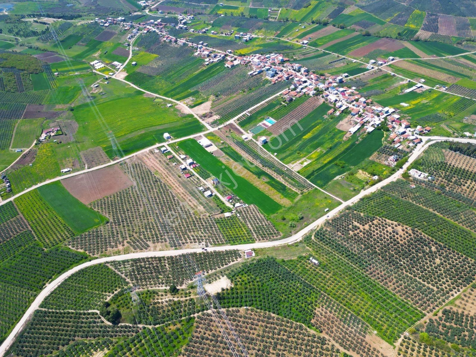 Mudanya Mürsel'de Satılık 549 M2 Hobi Bahçesi - Görsel 4