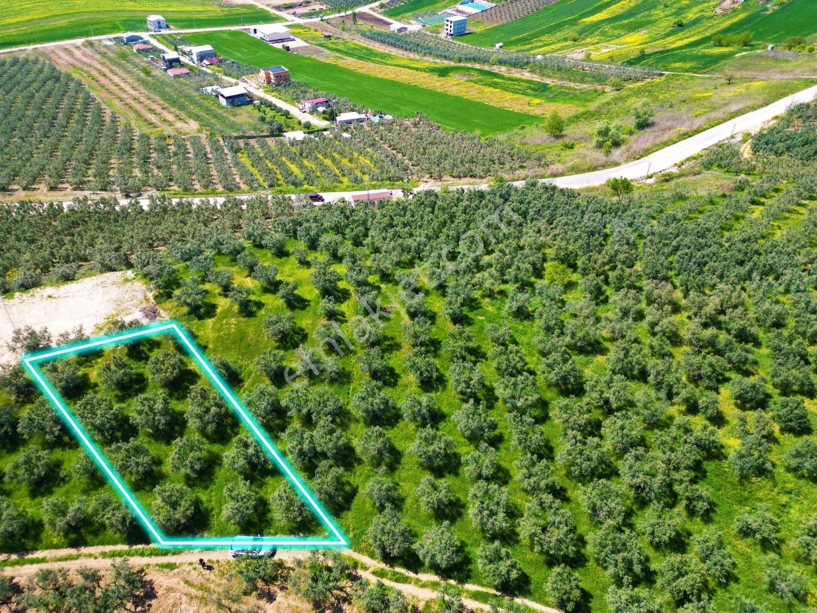 Mudanya Mürsel'de Satılık 549 M2 Hobi Bahçesi - Görsel 3