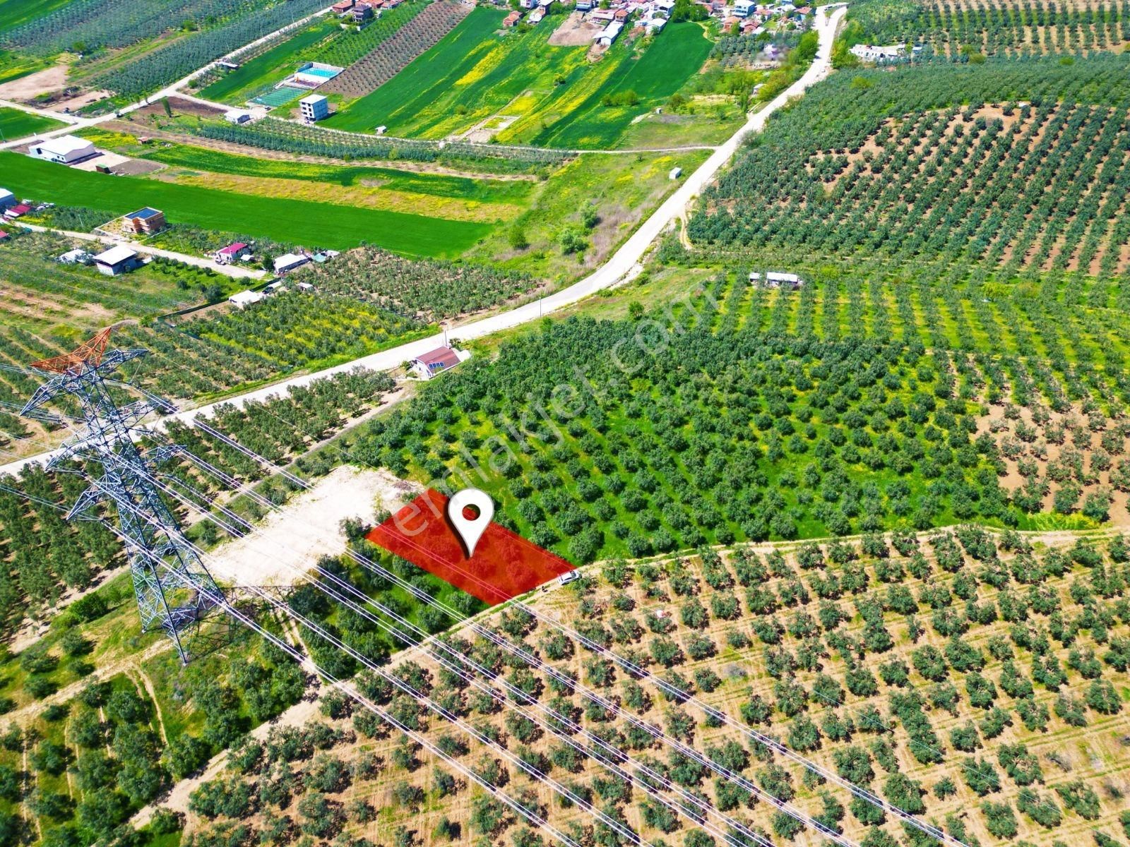 Mudanya Mürsel'de Satılık 549 M2 Hobi Bahçesi - Görsel 5