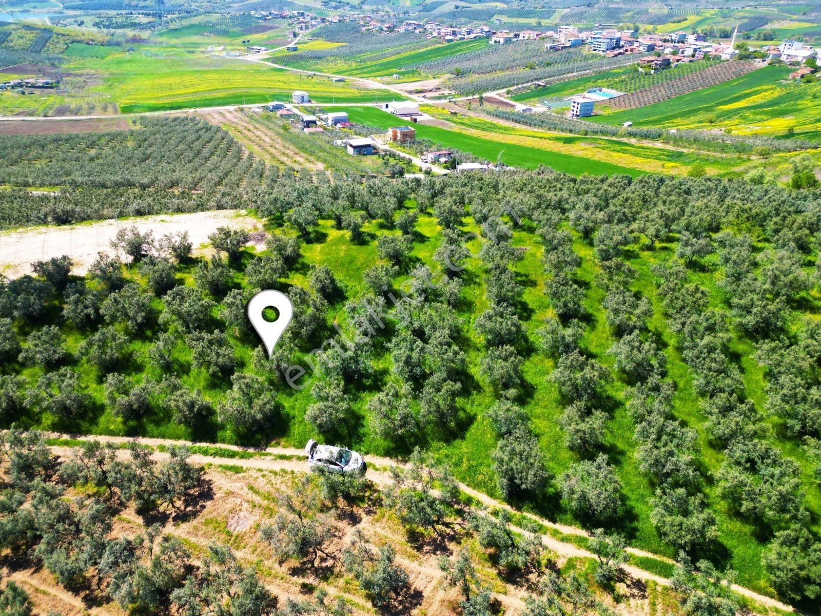 Mudanya Mürsel'de Satılık 549 M2 Hobi Bahçesi - Görsel 11