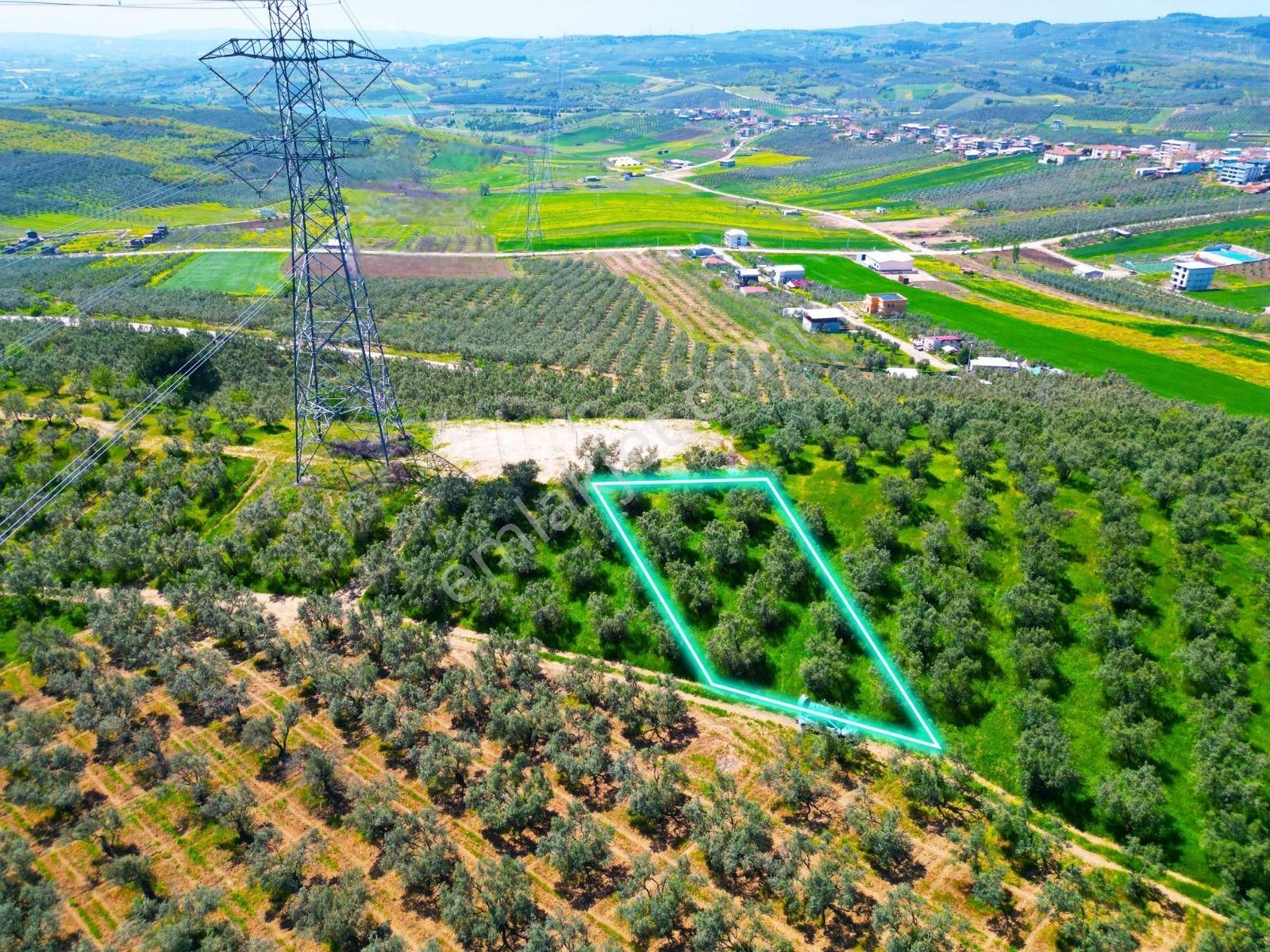 Mudanya Mürsel'de Satılık 549 M2 Hobi Bahçesi - Görsel 13