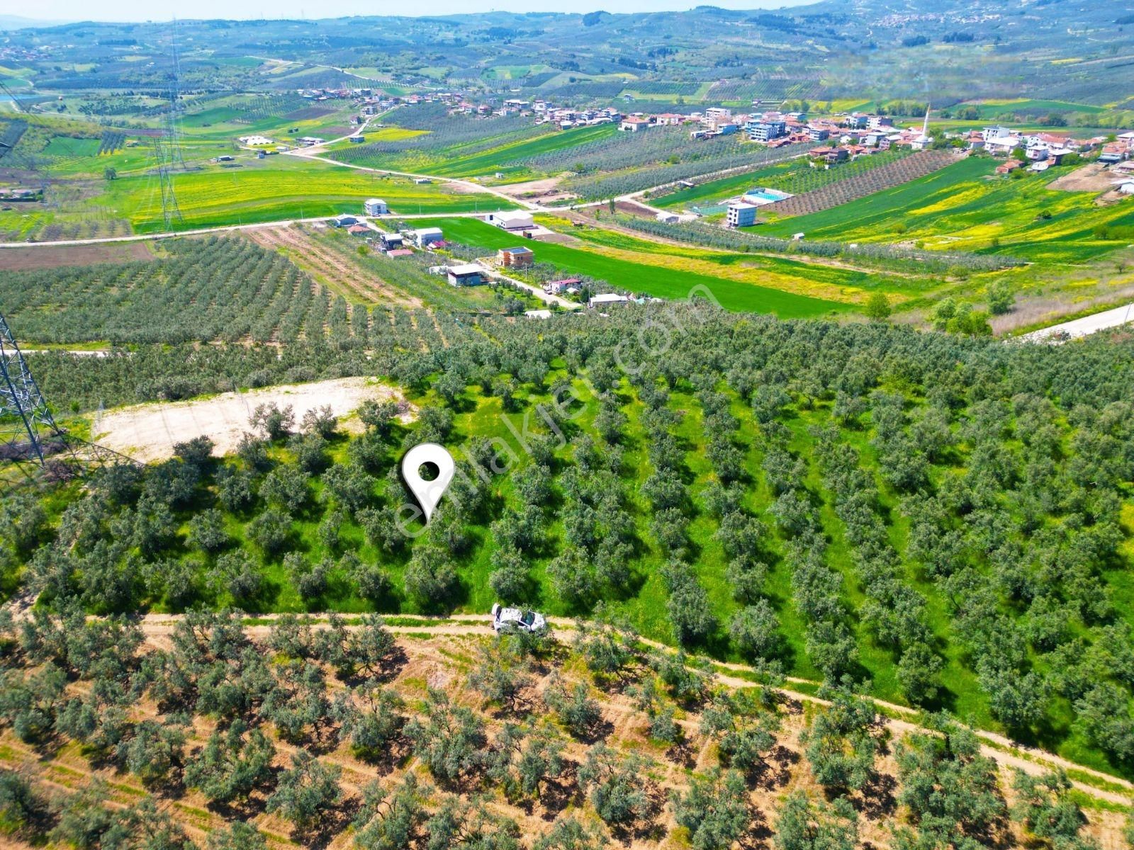 Mudanya Mürsel'de Satılık 549 M2 Hobi Bahçesi - Görsel 6