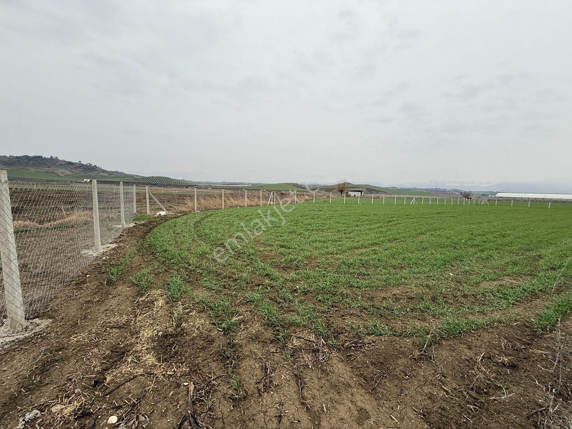 Kocaveliler Yolu 2.parsel Satılık Etrafı Çevrili Hobi Bahçesi - Görsel 4