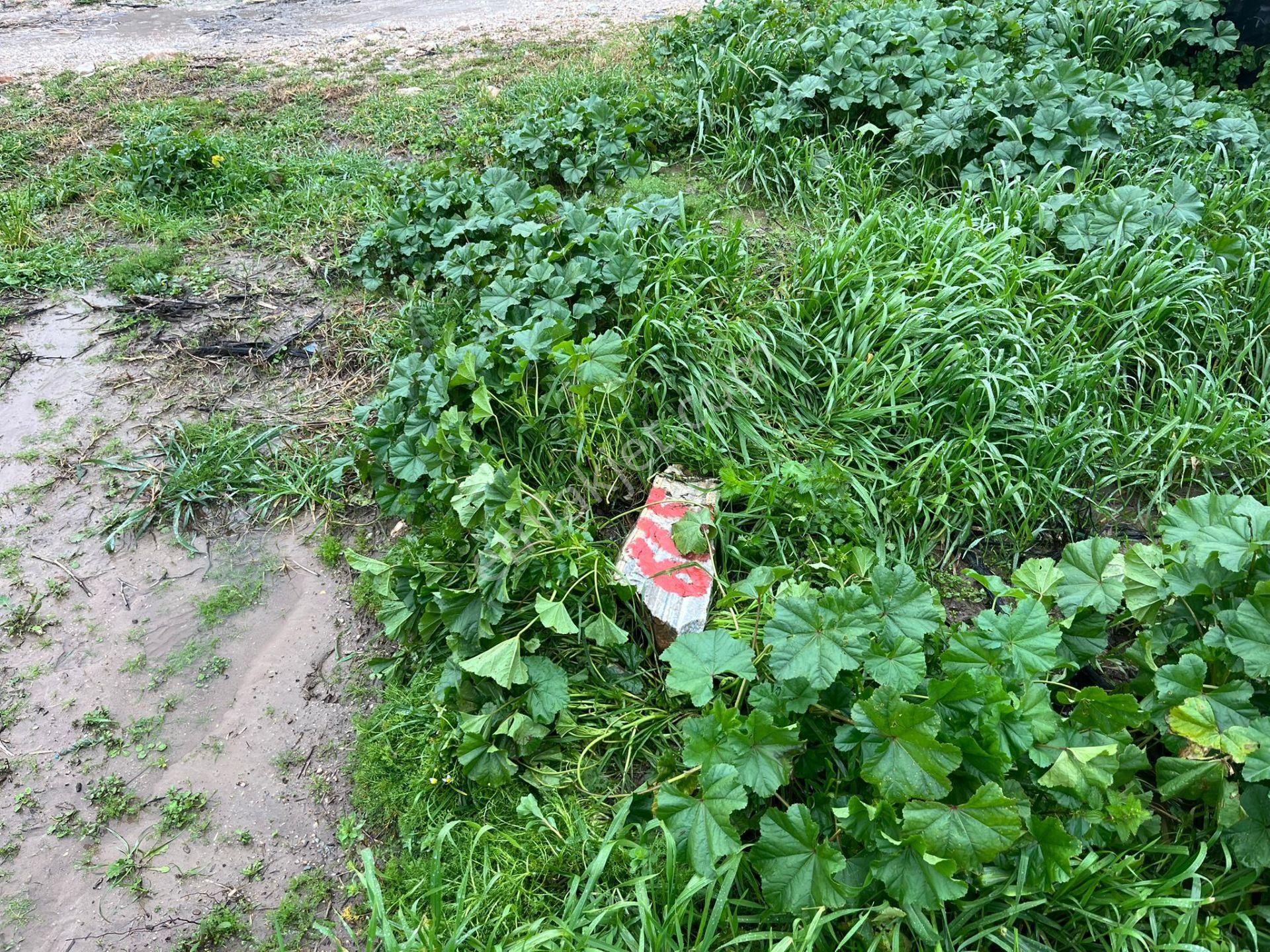 Bodrumun Dibinde Kupon Tarla! İzmir Yoluna 800 Metre - Görsel 13