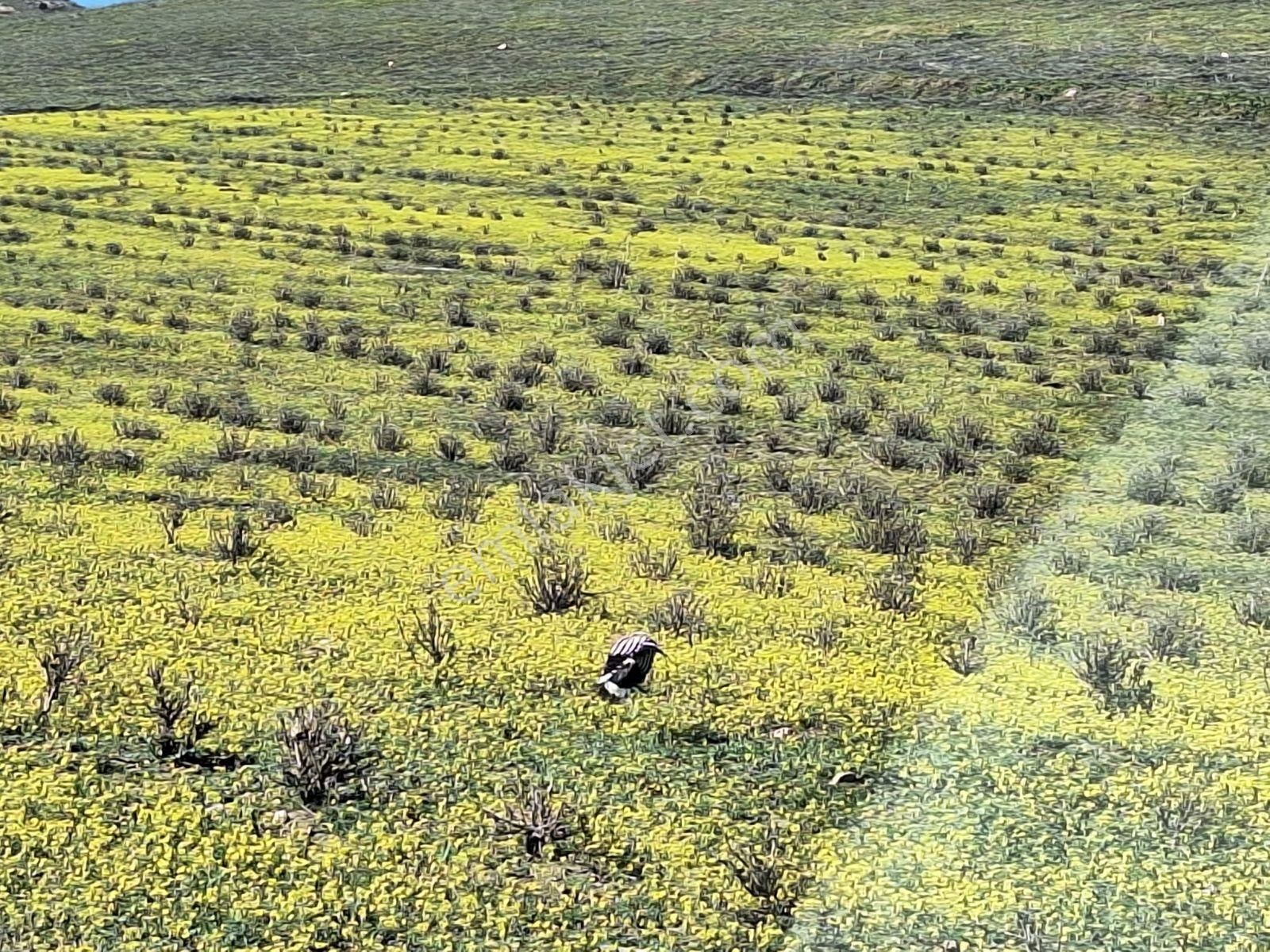 Burdur Kemer De 9150 M2 Kadostra Yolu Mevcut - Görsel 7