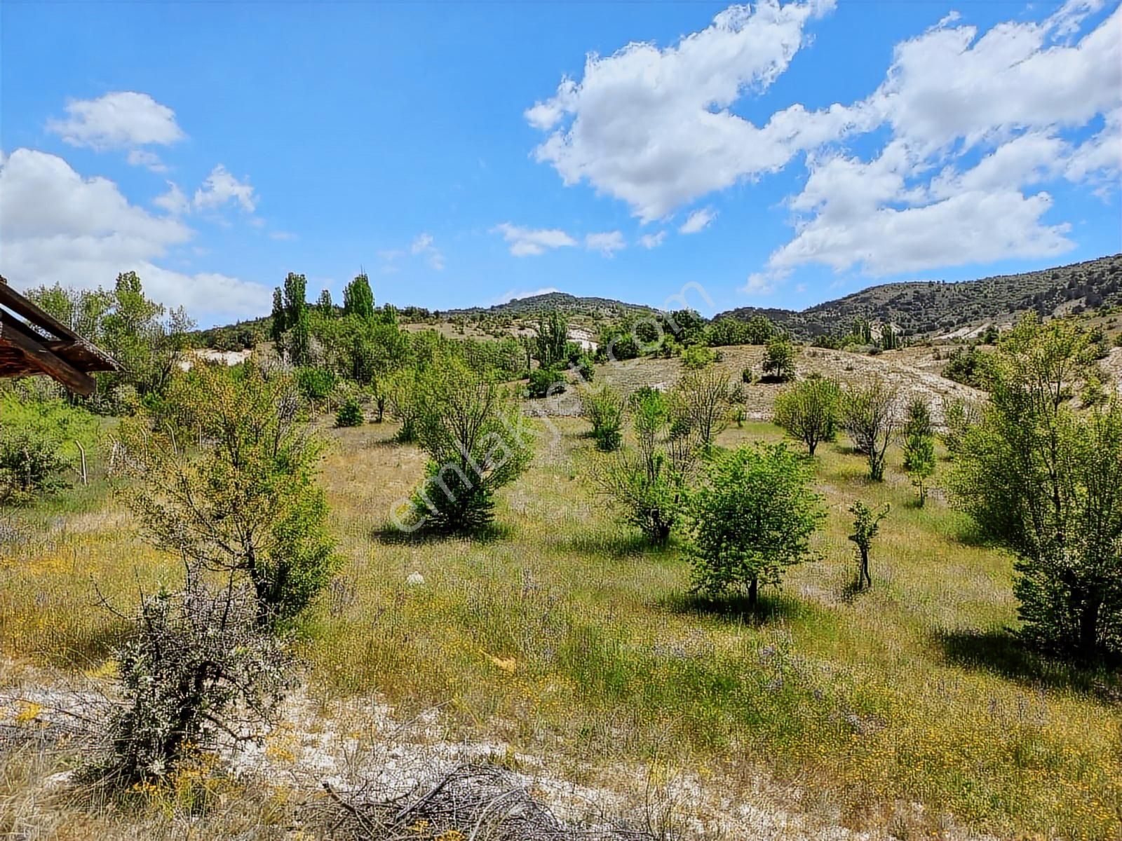 Çamlıdere Elmalı'da 5693 M2 Meyve Ağaçlı Tek Tapu Satılık Bahçe - Görsel 4