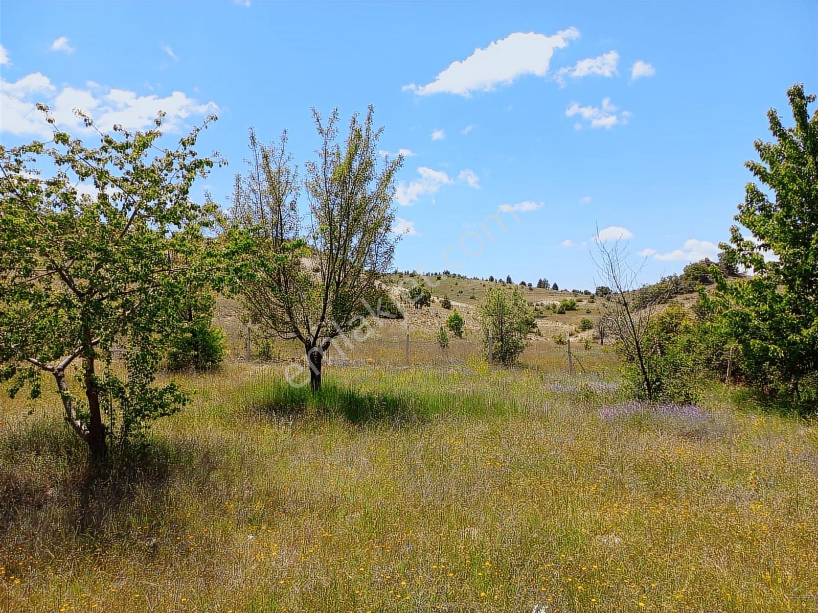 Çamlıdere Elmalı'da 5693 M2 Meyve Ağaçlı Tek Tapu Satılık Bahçe - Görsel 10