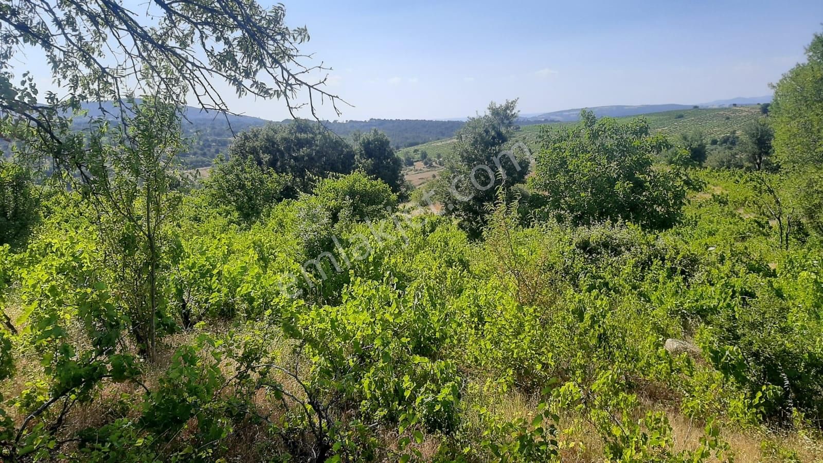 İda Zirvesi Manzaralı Verimli Üzüm Bağı, Kaçırmayın 1.350.000 Tl - Görsel 10