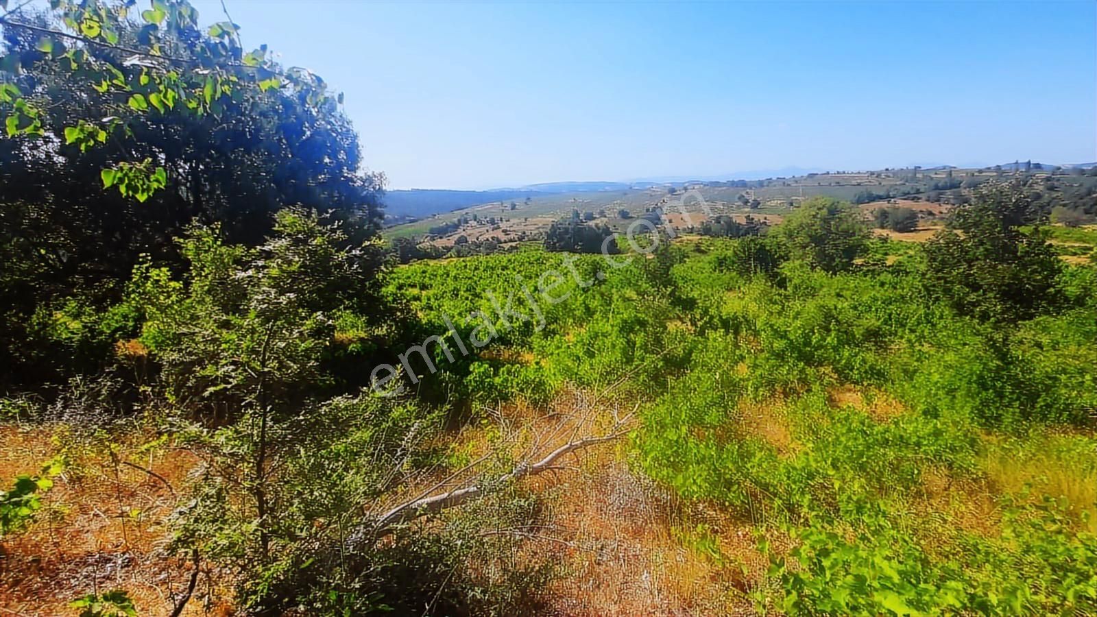 İda Zirvesi Manzaralı Verimli Üzüm Bağı, Kaçırmayın 1.350.000 Tl - Görsel 19