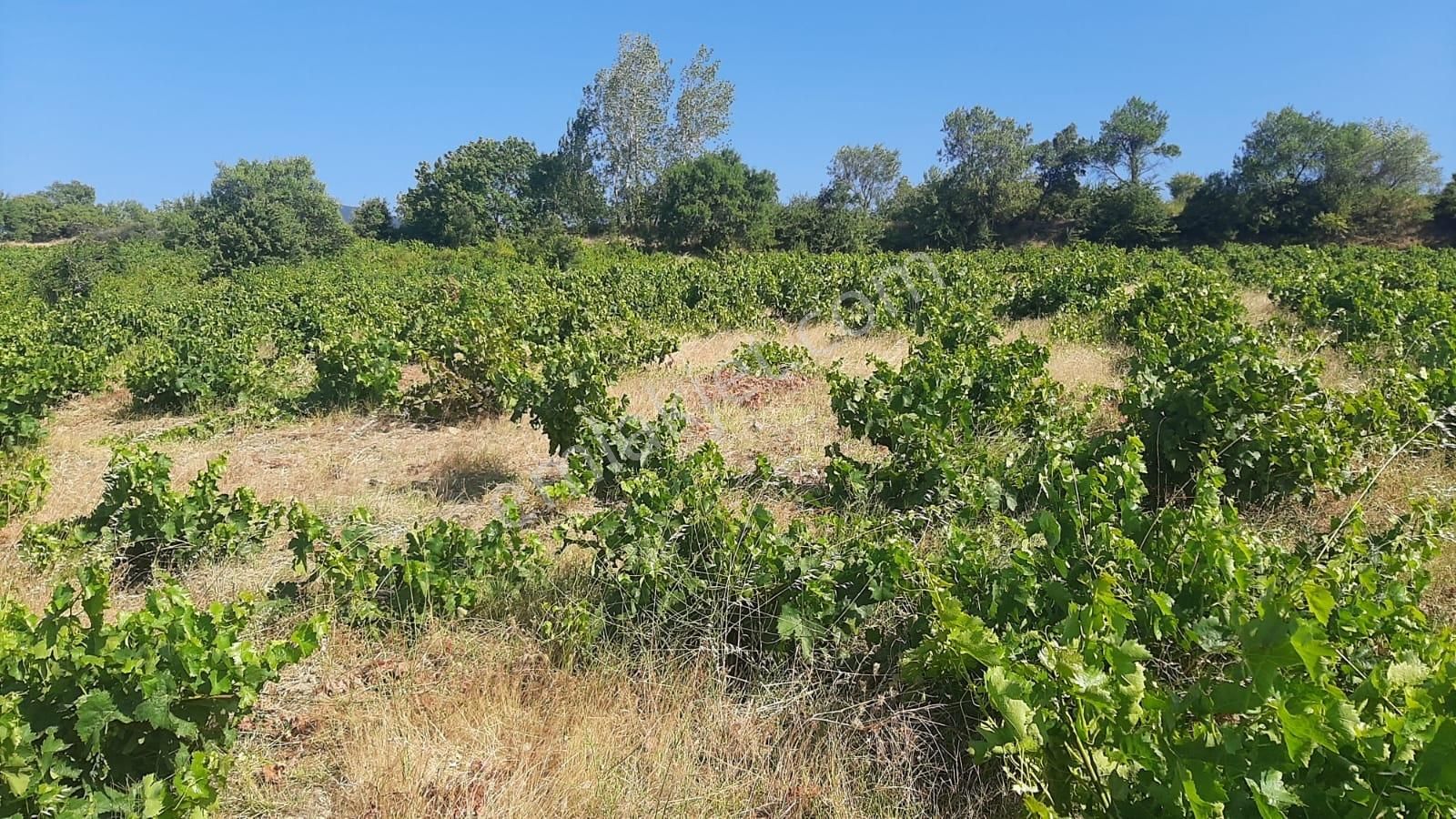 İda Zirvesi Manzaralı Verimli Üzüm Bağı, Kaçırmayın 1.350.000 Tl - Görsel 12