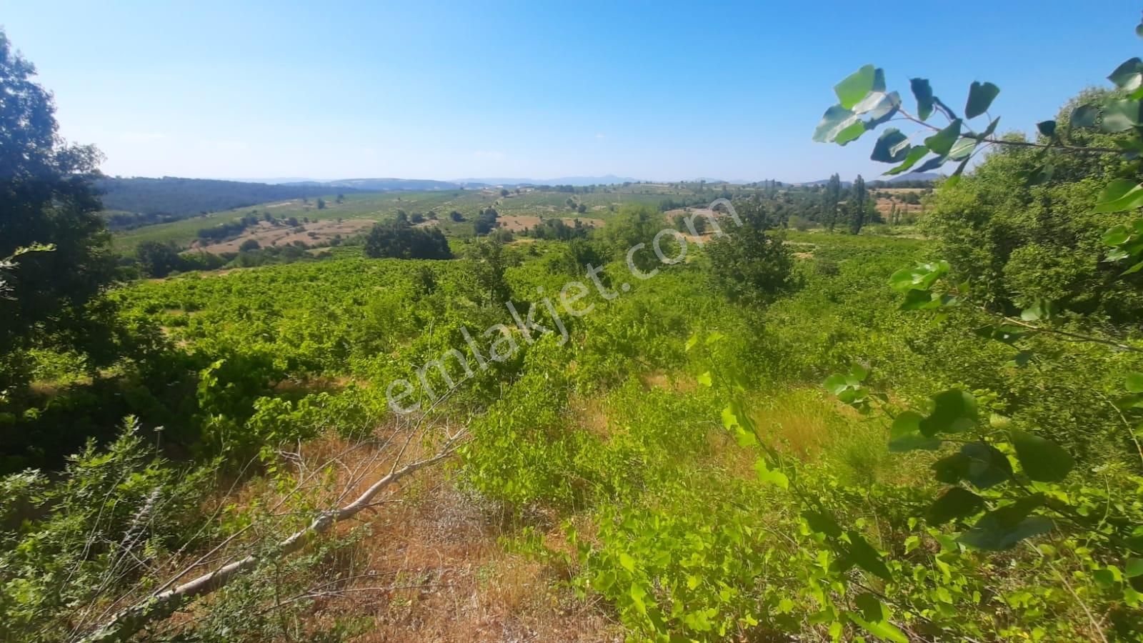 İda Zirvesi Manzaralı Verimli Üzüm Bağı, Kaçırmayın 1.350.000 Tl - Görsel 9