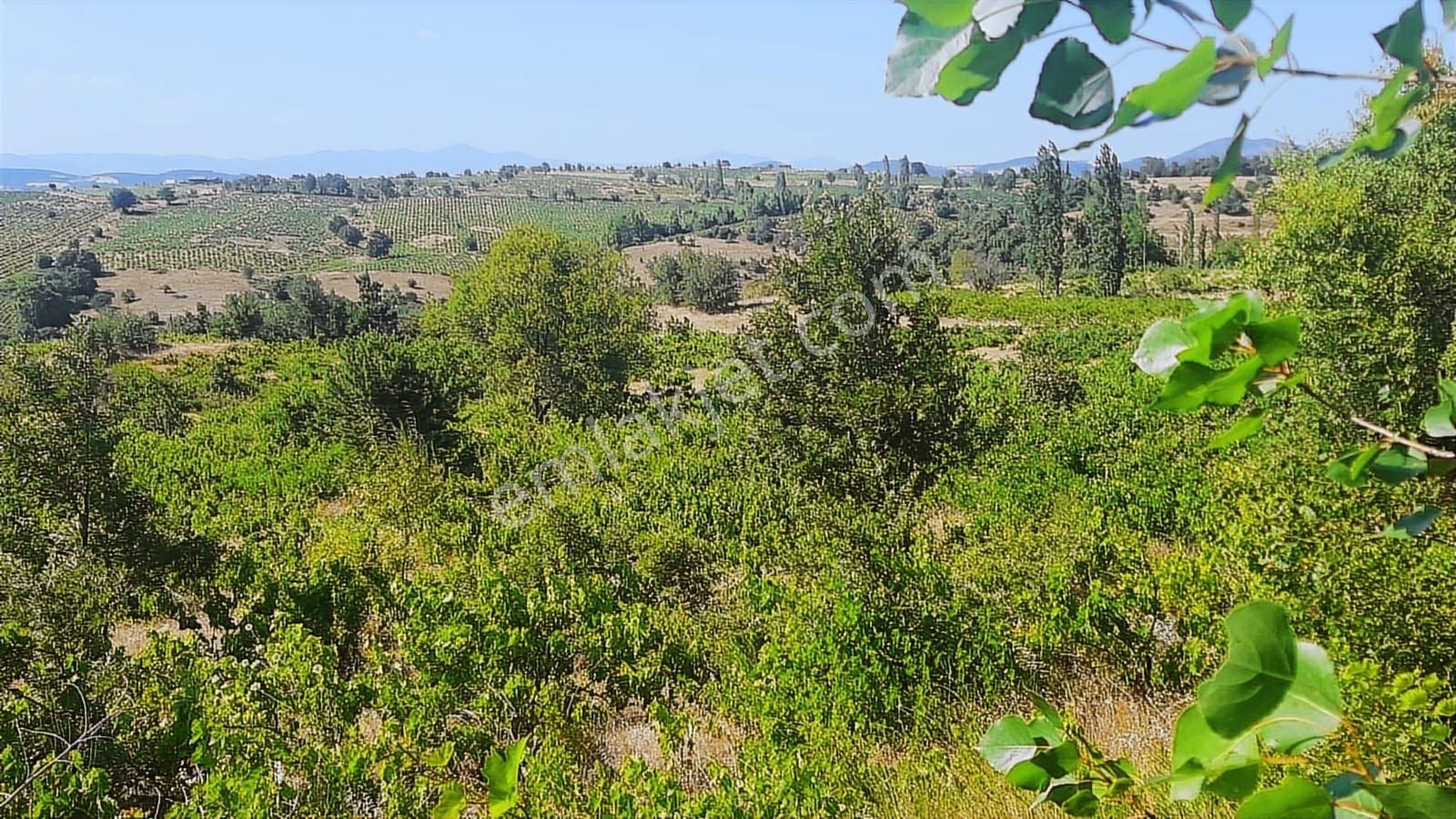 İda Zirvesi Manzaralı Verimli Üzüm Bağı, Kaçırmayın 1.350.000 Tl - Görsel 17