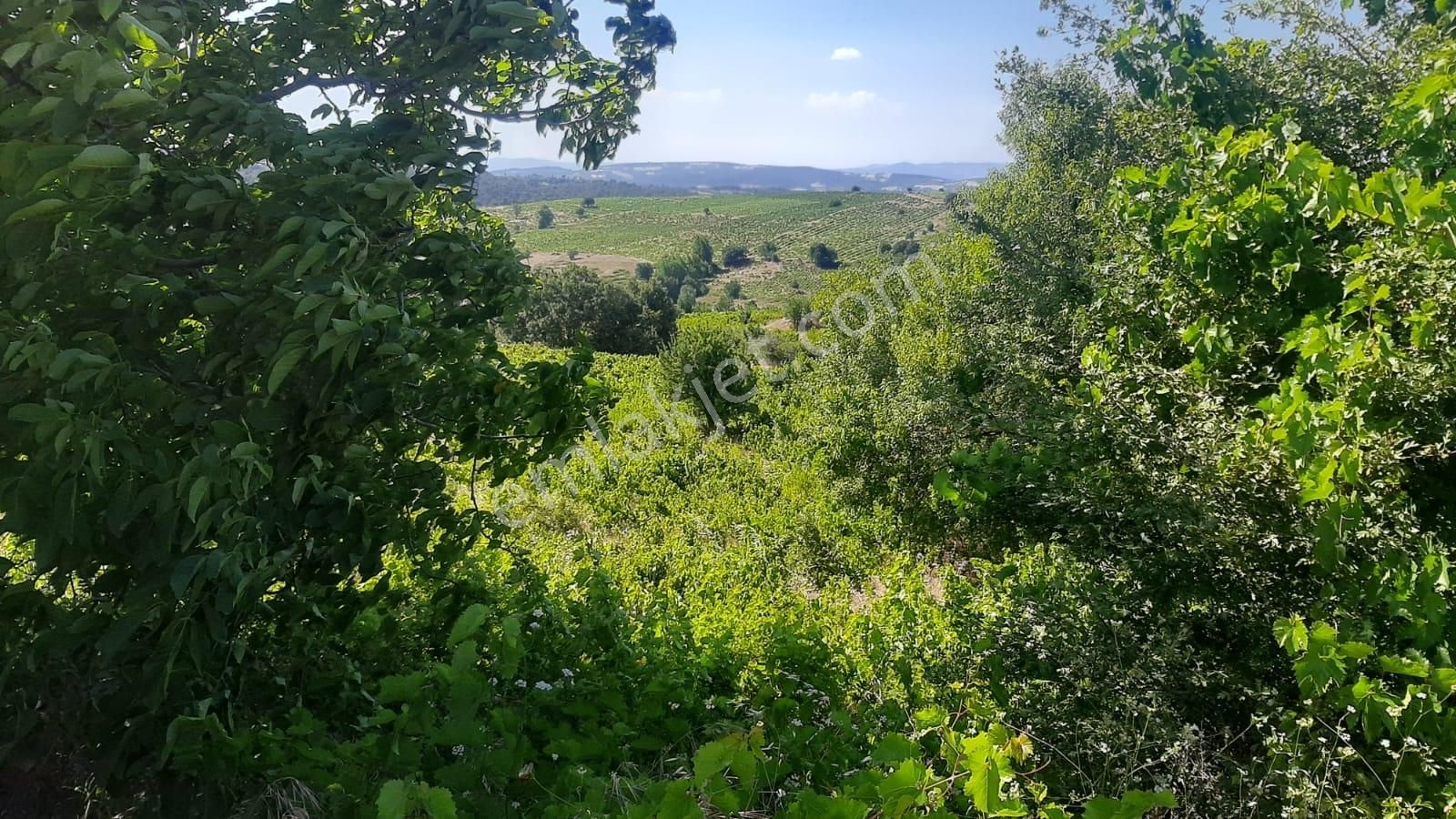 İda Zirvesi Manzaralı Verimli Üzüm Bağı, Kaçırmayın 1.350.000 Tl - Görsel 23