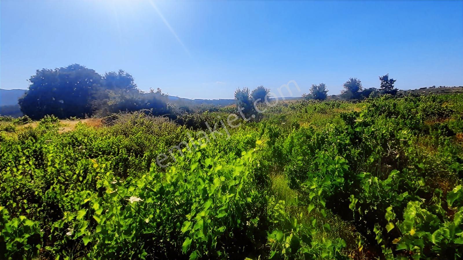 İda Zirvesi Manzaralı Verimli Üzüm Bağı, Kaçırmayın 1.350.000 Tl - Görsel 18