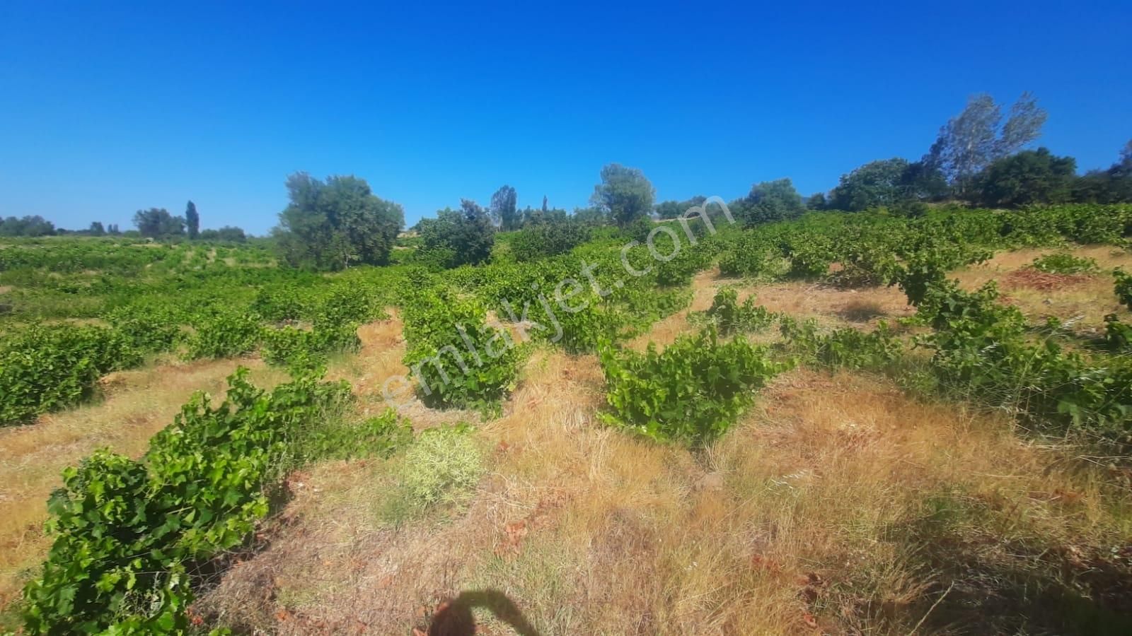 İda Zirvesi Manzaralı Verimli Üzüm Bağı, Kaçırmayın 1.350.000 Tl - Görsel 5