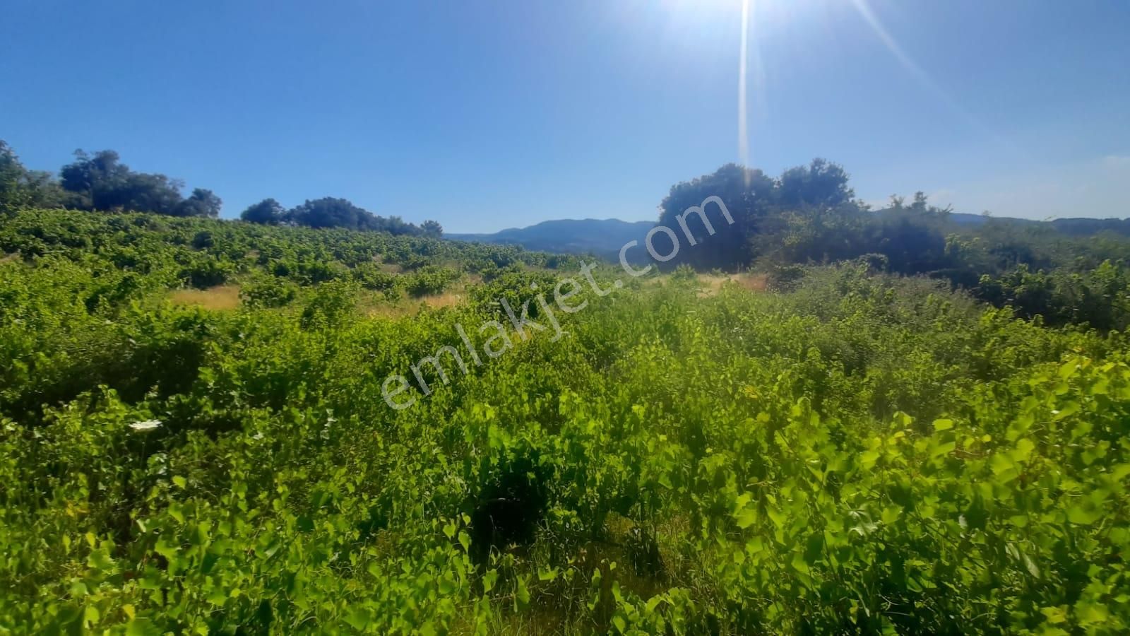 İda Zirvesi Manzaralı Verimli Üzüm Bağı, Kaçırmayın 1.350.000 Tl - Görsel 2