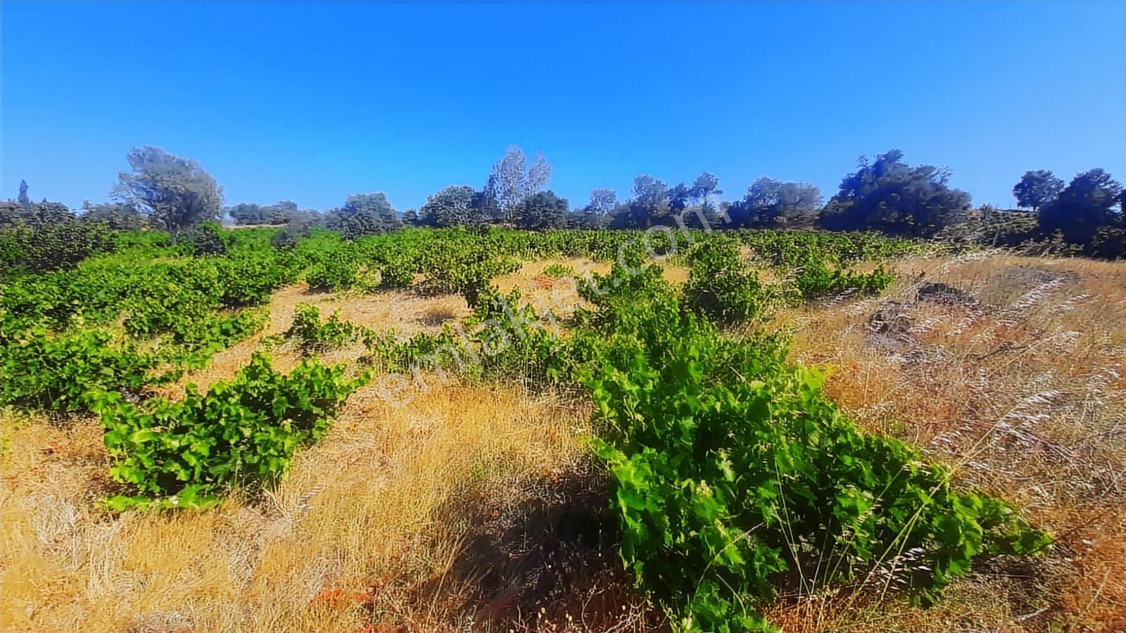 İda Zirvesi Manzaralı Verimli Üzüm Bağı, Kaçırmayın 1.350.000 Tl - Görsel 6