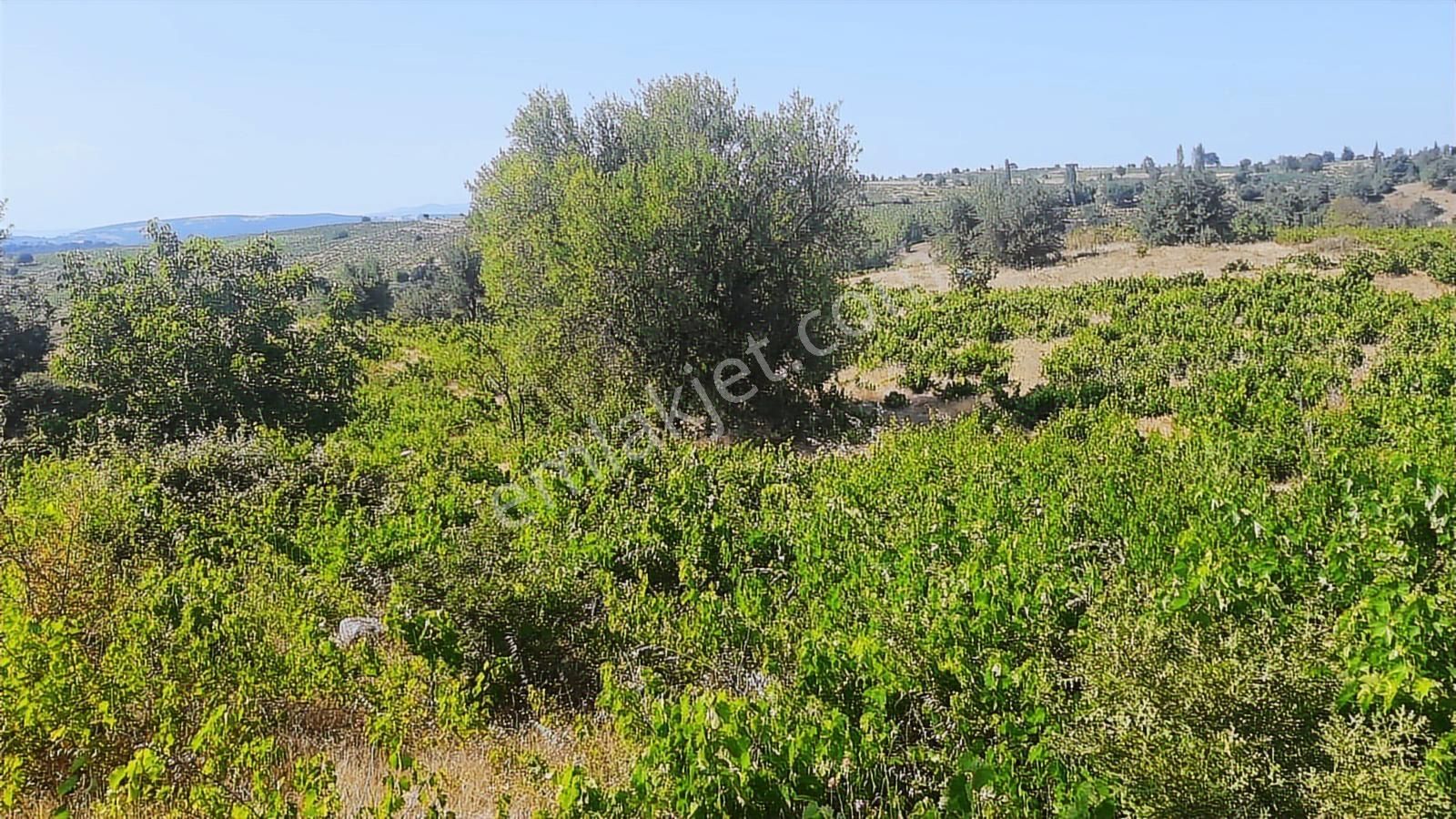 İda Zirvesi Manzaralı Verimli Üzüm Bağı, Kaçırmayın 1.350.000 Tl - Görsel 4