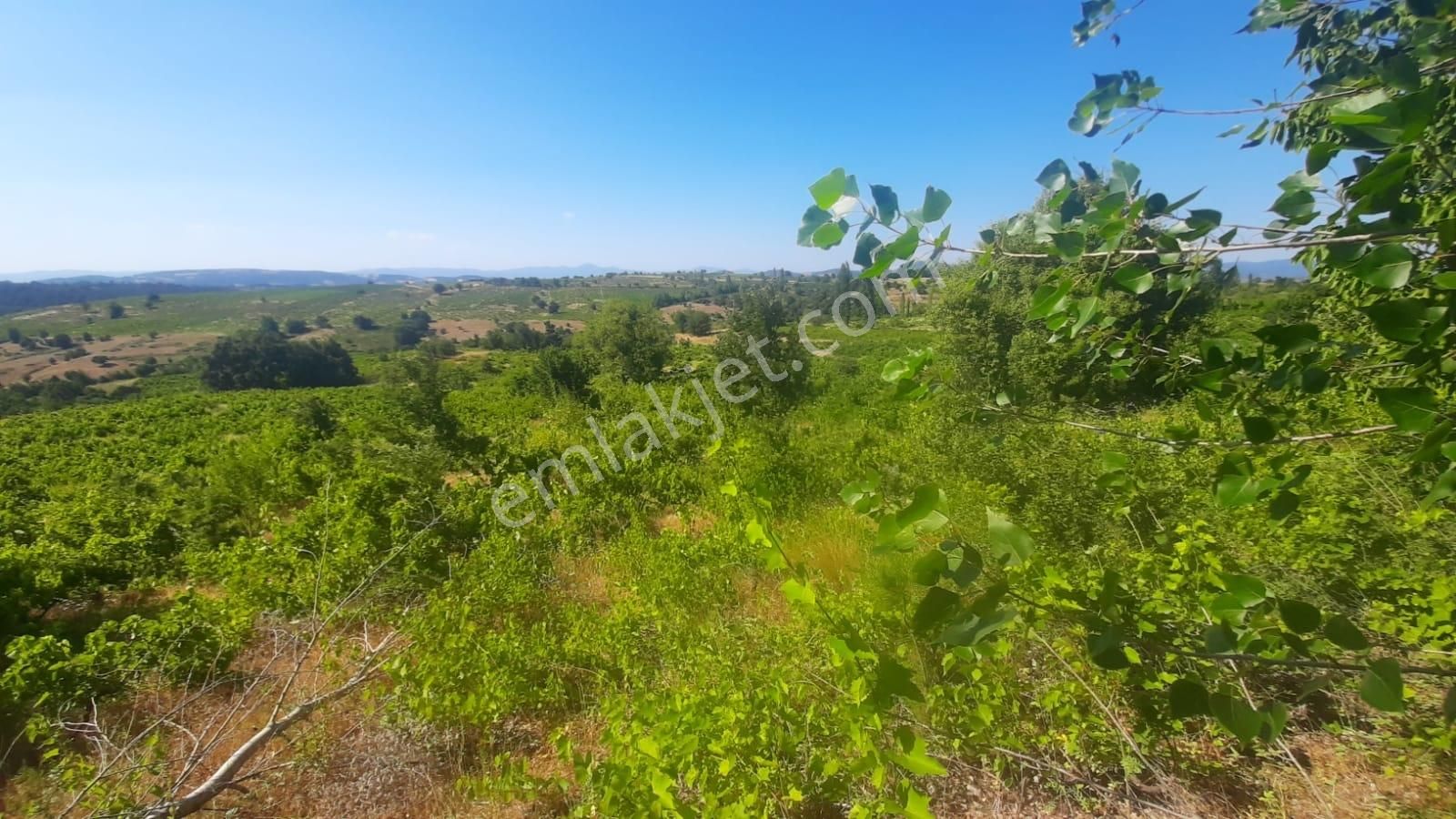 İda Zirvesi Manzaralı Verimli Üzüm Bağı, Kaçırmayın 1.350.000 Tl - Görsel 20