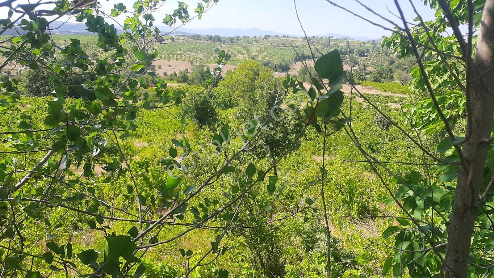 İda Zirvesi Manzaralı Verimli Üzüm Bağı, Kaçırmayın 1.350.000 Tl - Görsel 7