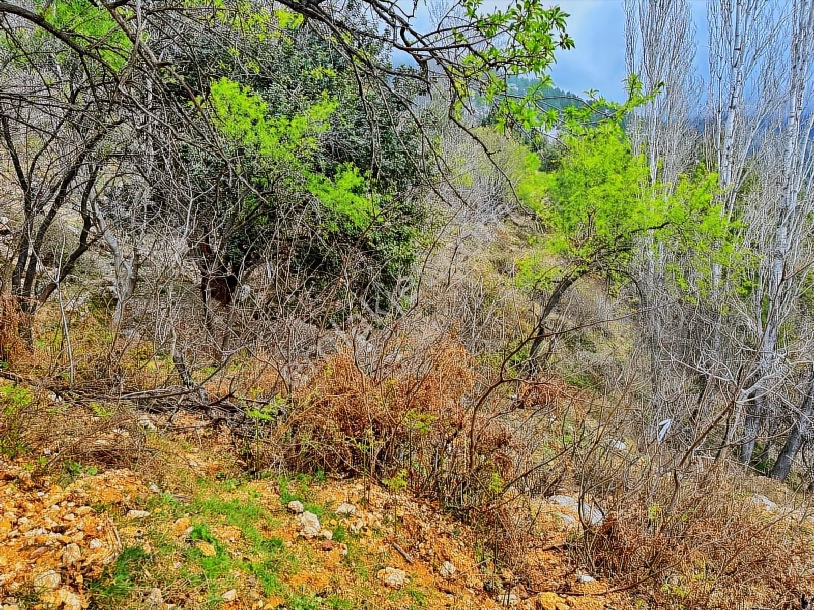 Yolu Var Full Doğa Orman Köy Manzaralı Yola Yakın Fırsat Tarla - Görsel 9