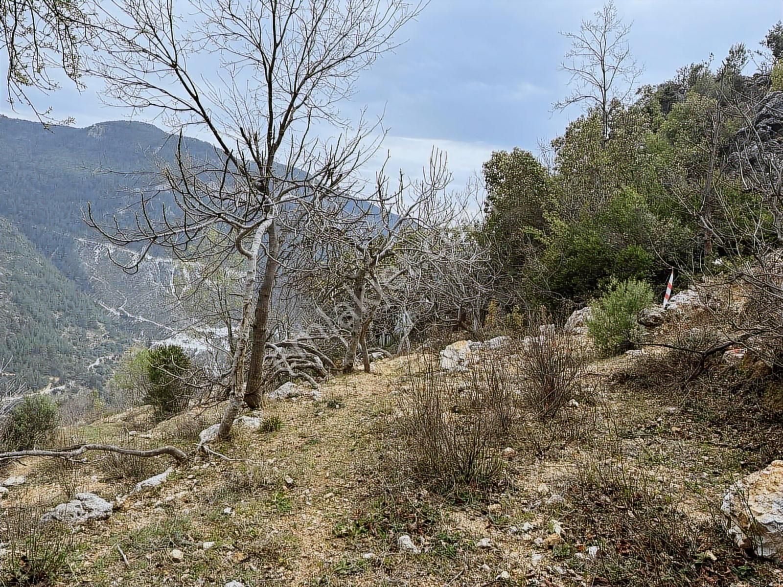 Yolu Var Full Doğa Orman Köy Manzaralı Yola Yakın Fırsat Tarla - Görsel 19
